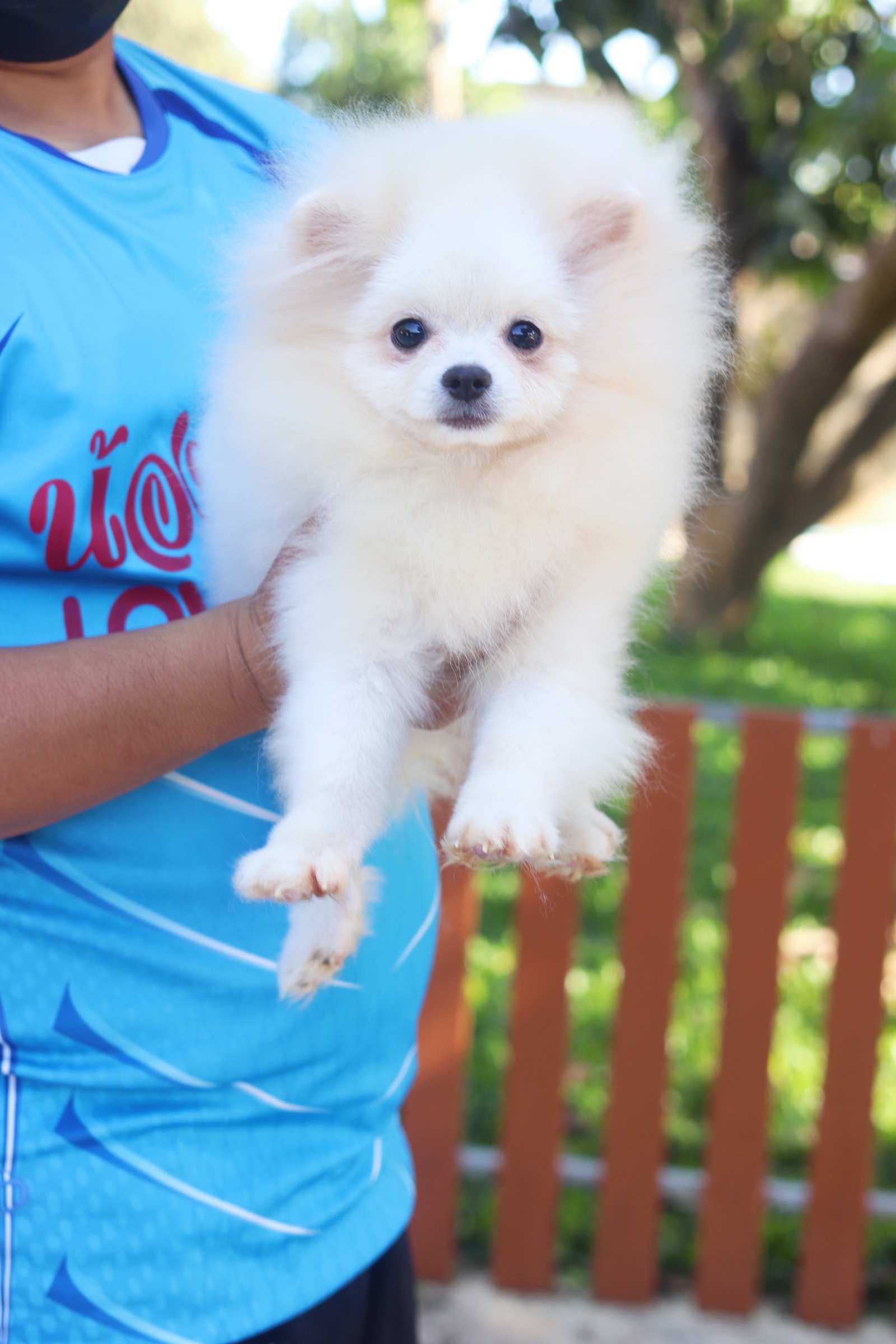 ปอมเมอเรเนียน เพศผู้ สีขาวครีมขนแน่น