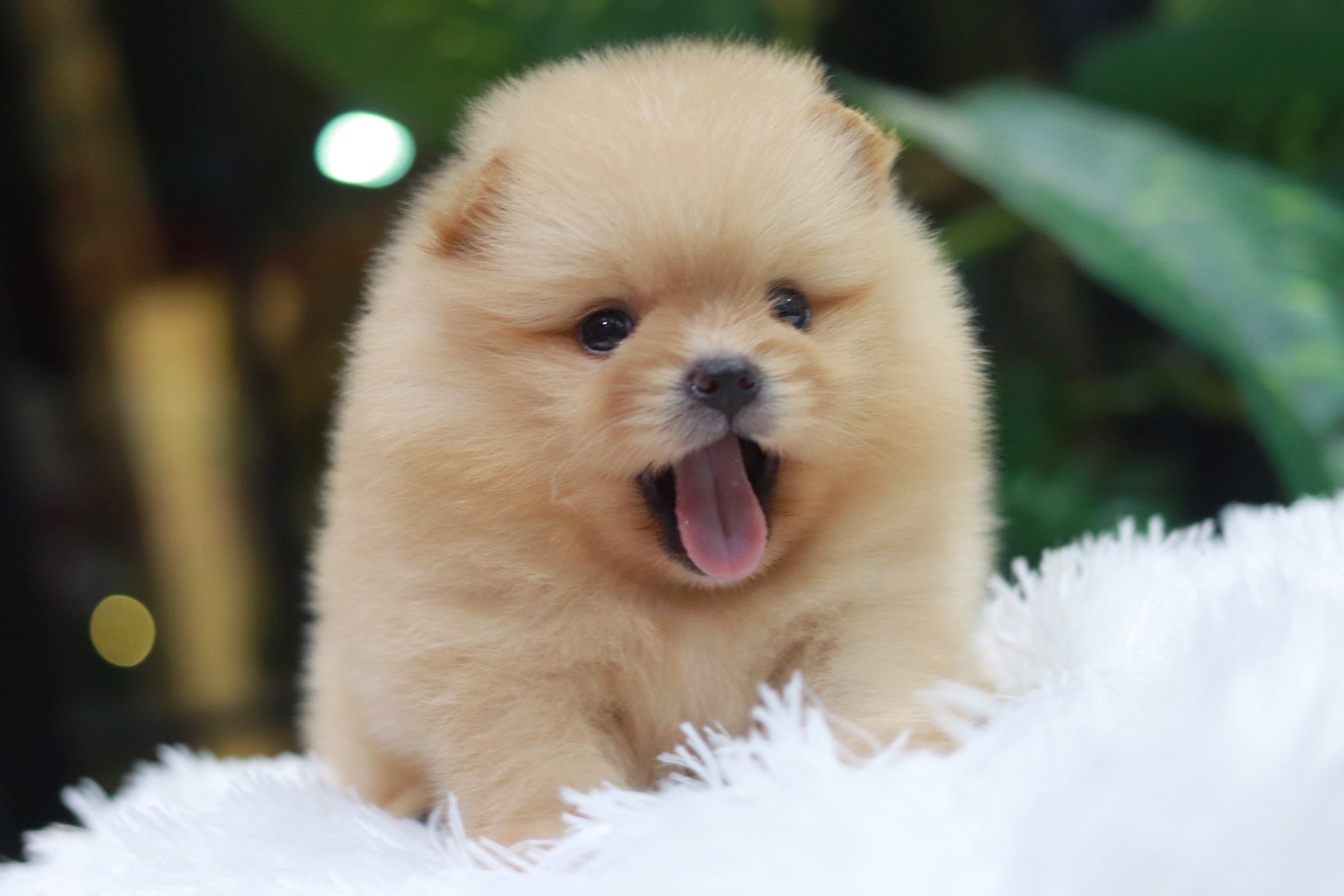 ปอมเมอเรเนียน เพศเมีย สีครีม