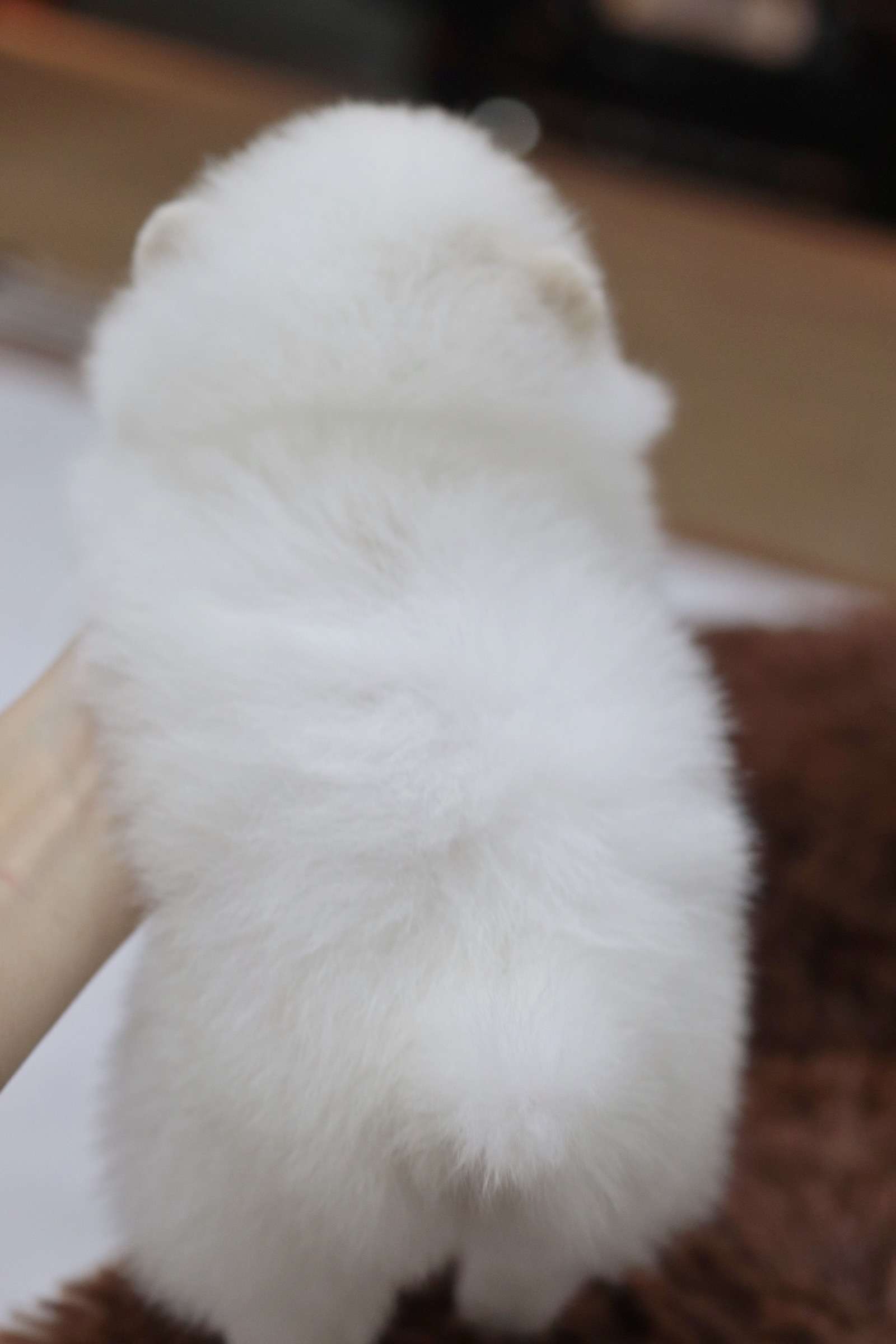 ปอมเมอเรเนียน เพศผู้ สีขาว