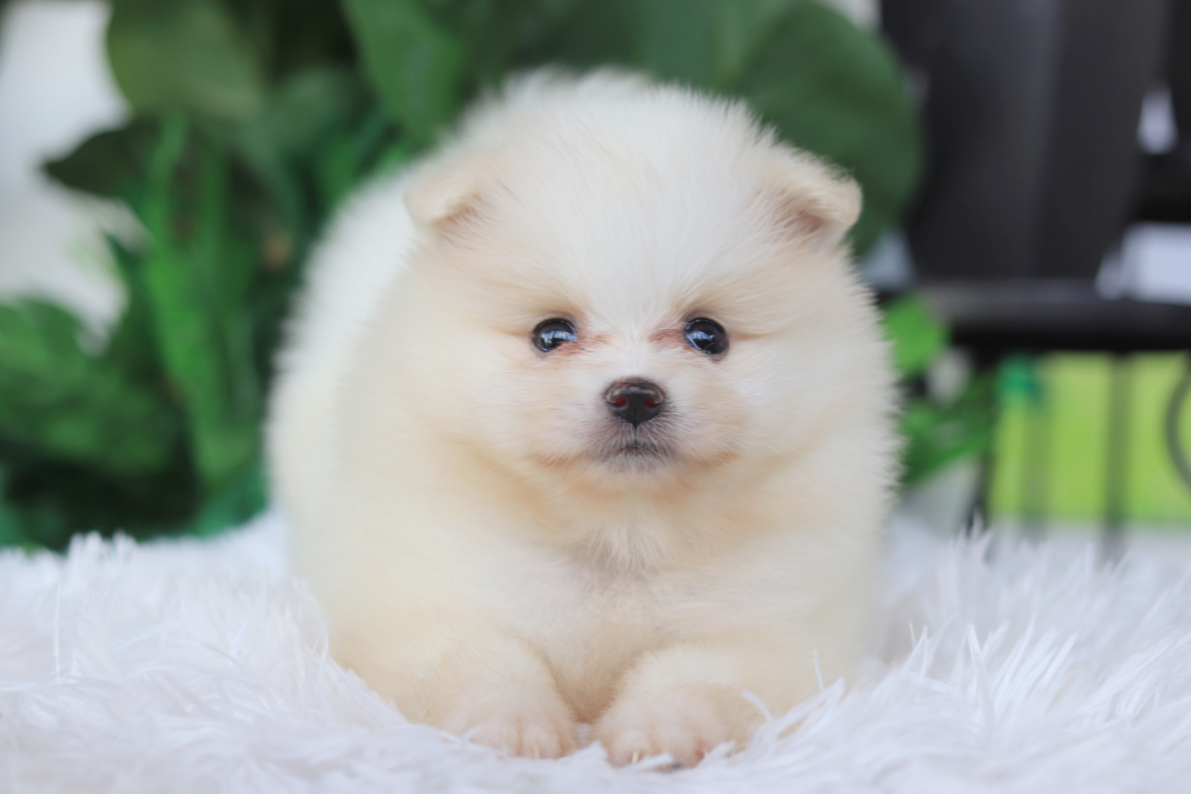 ปอมเมอเรเนียน เพศเมียสีขาวครีม