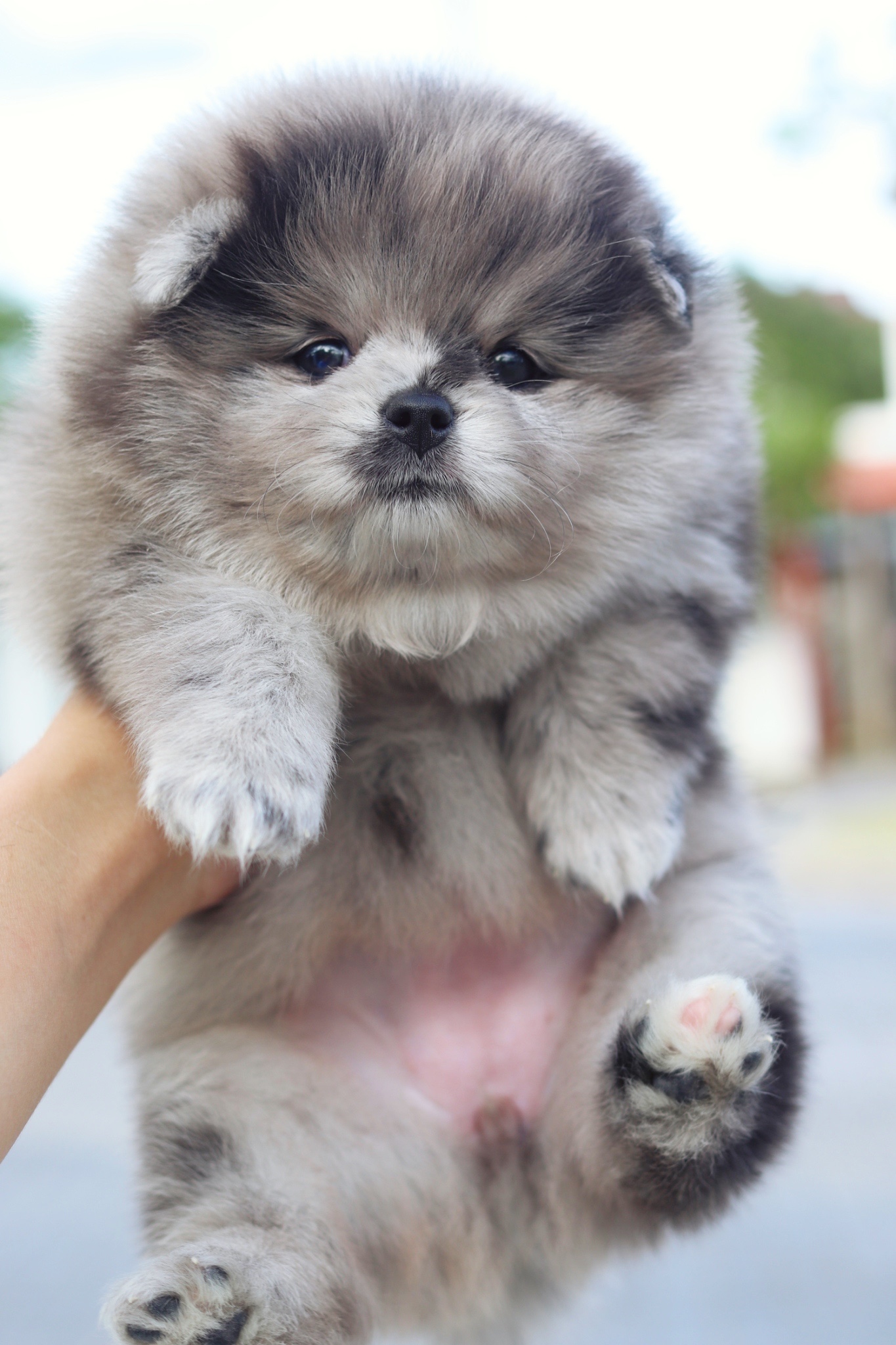 ปอมเมอเรเนียน เพศเมียสีเมอร์เร่