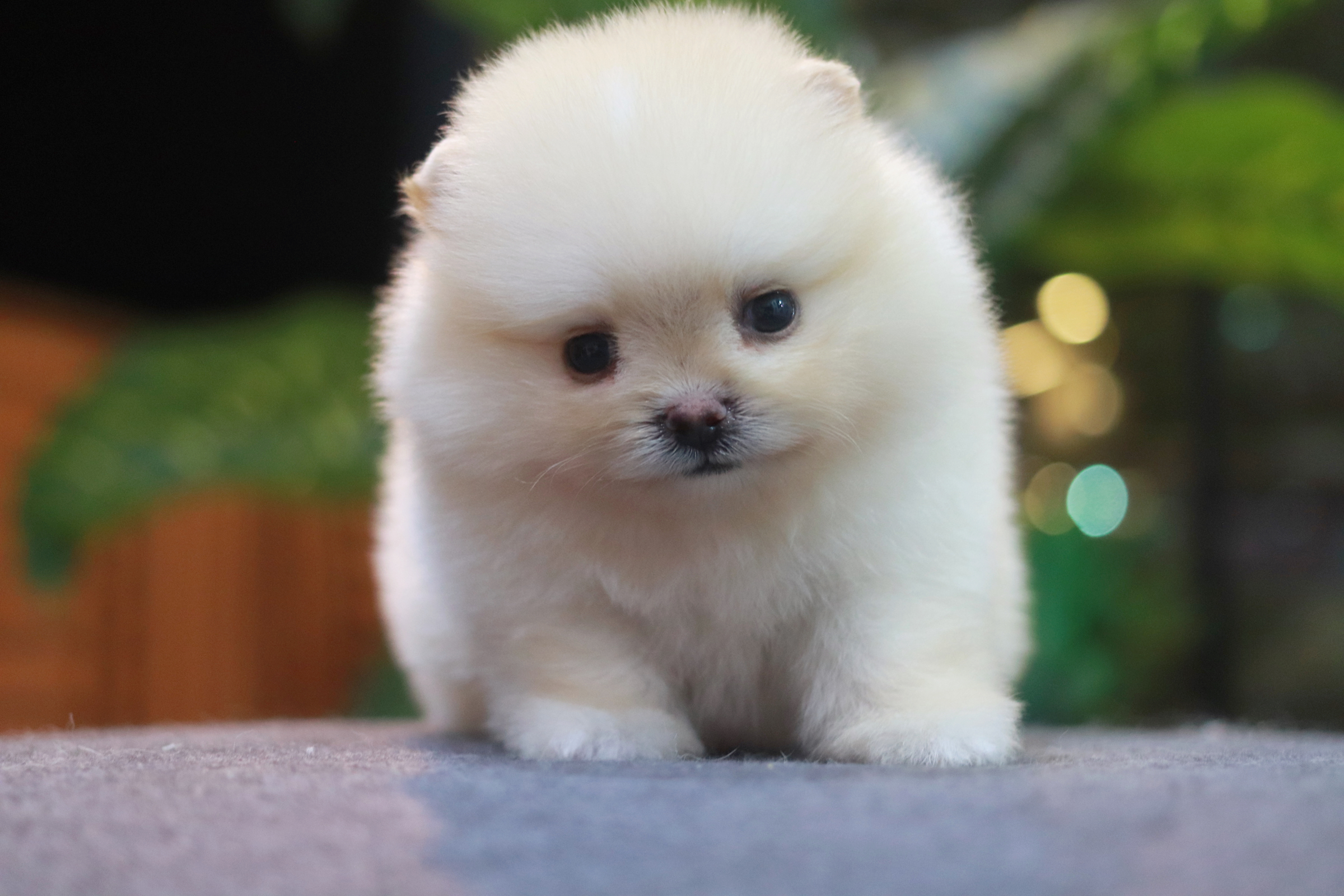 ปอมเมอเรเนียน เพศผู้