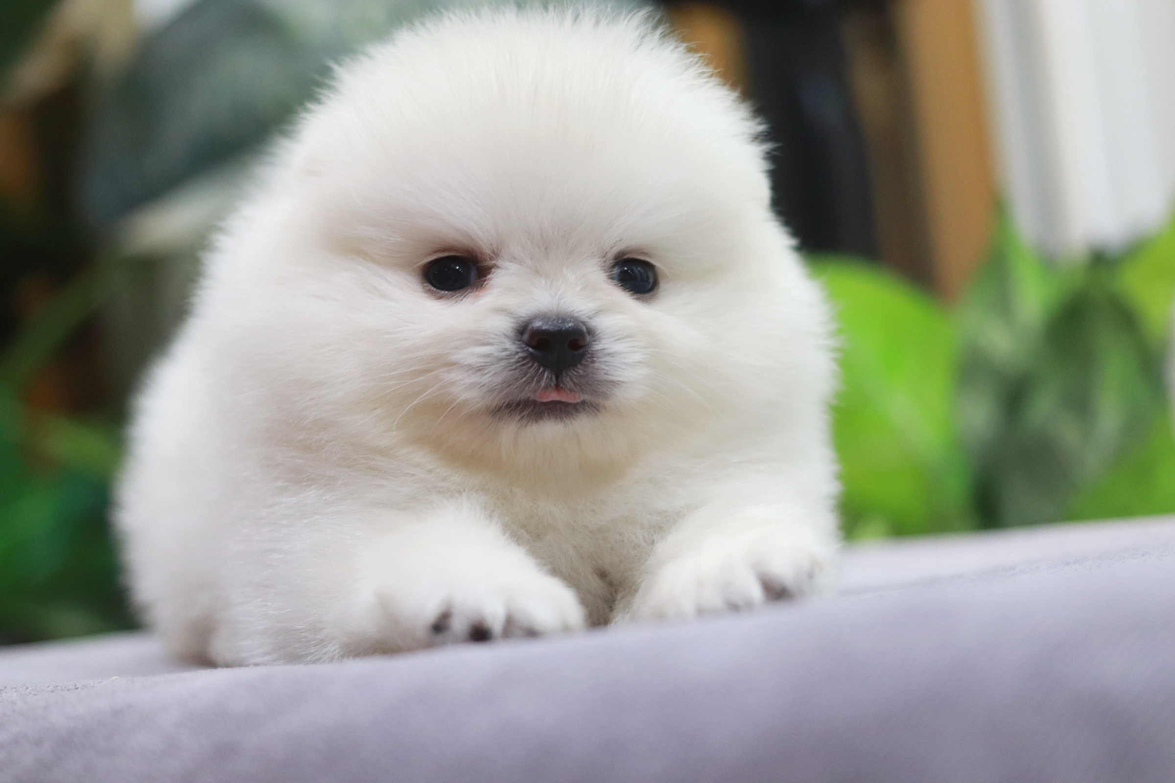 ปอมเมอเรเนียน เพศผู้ ขาวขนแน่น