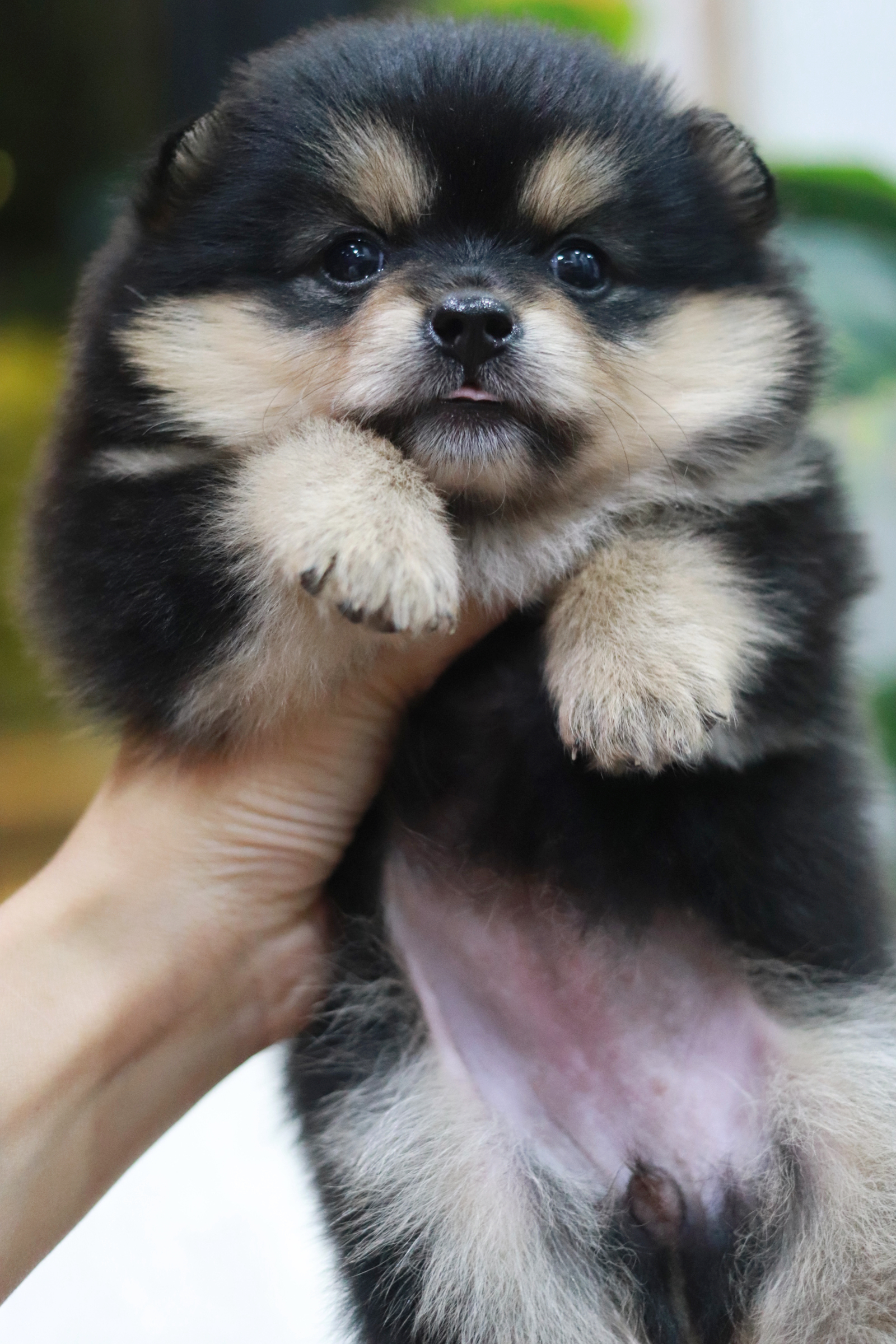 ปอมเมอเรเนียน เพศเมีย แบล็คแทน