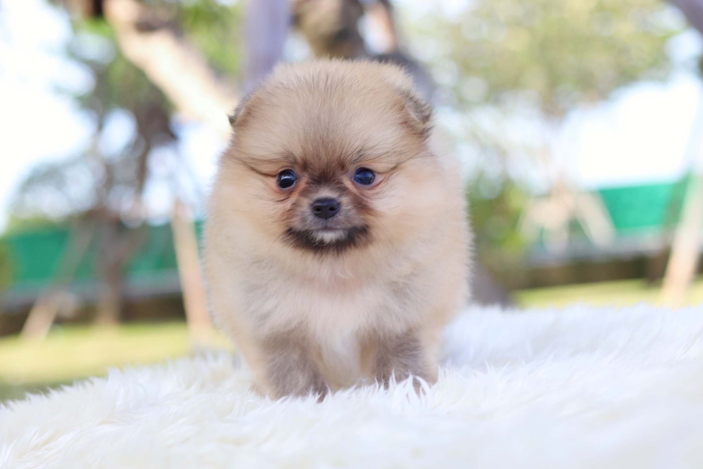 ปอมเมอเรเนียน เพศเมีย สีส้ม