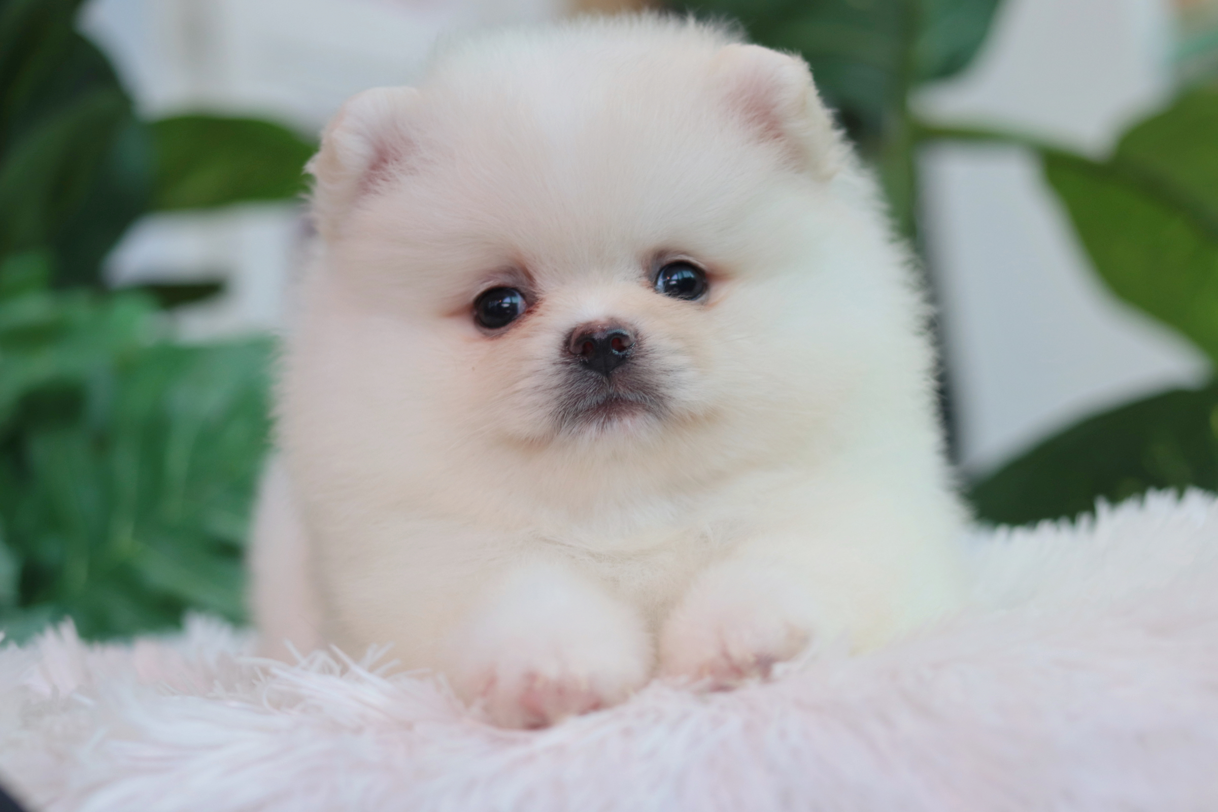 ปอมเมอเรเนียน เพศผู้สีขาวขนแน่นๆ