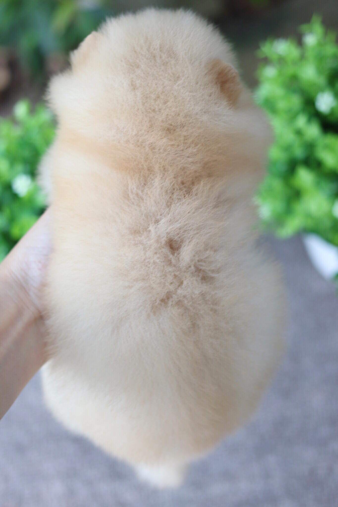 ปอมเมอเรเนียน เพศผู้