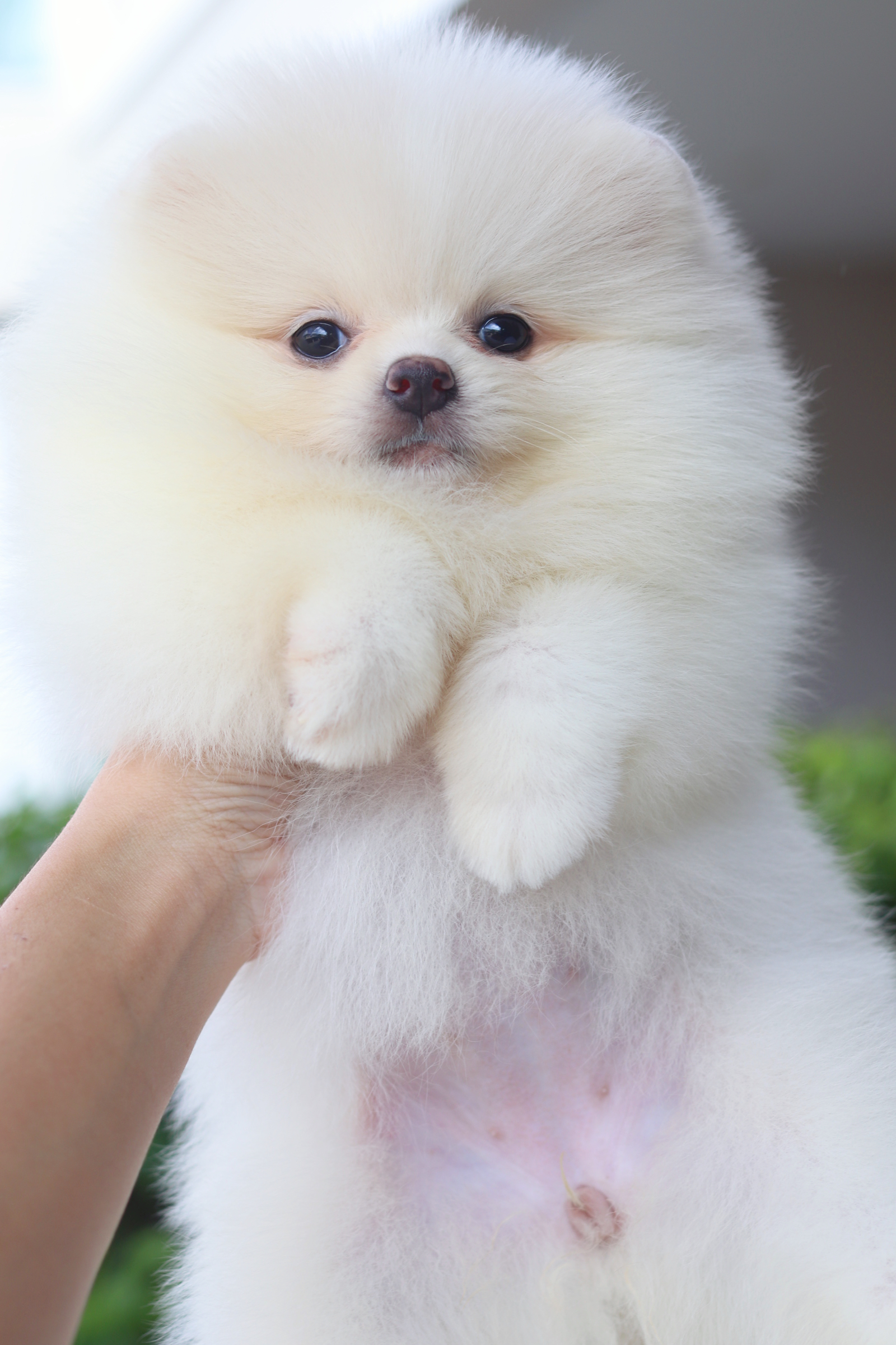 ปอมเมอเรเนียน เพศเมียสีขาวครีม