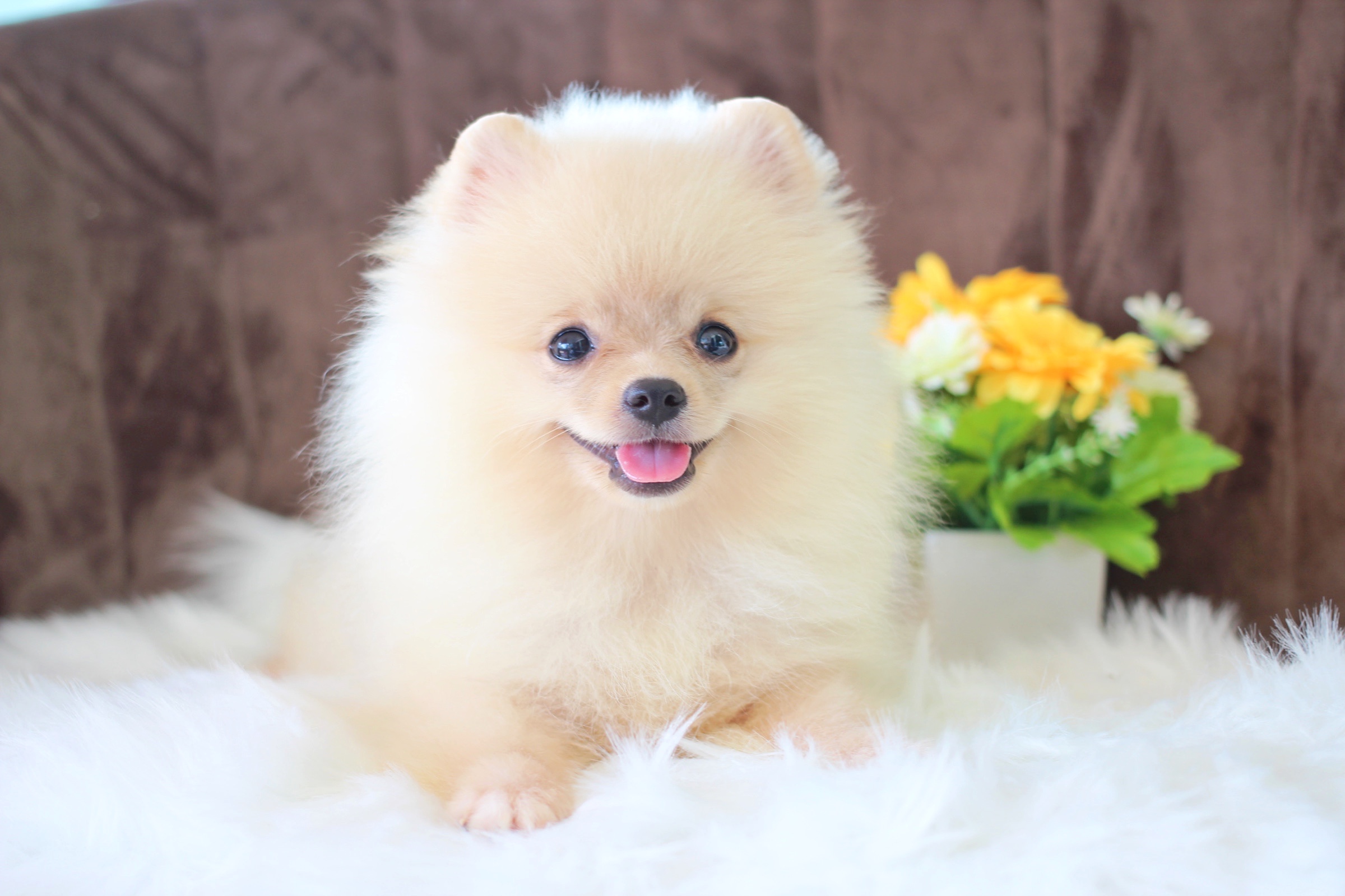 ปอมเมอเรเนียน เพศผู้ ครีม