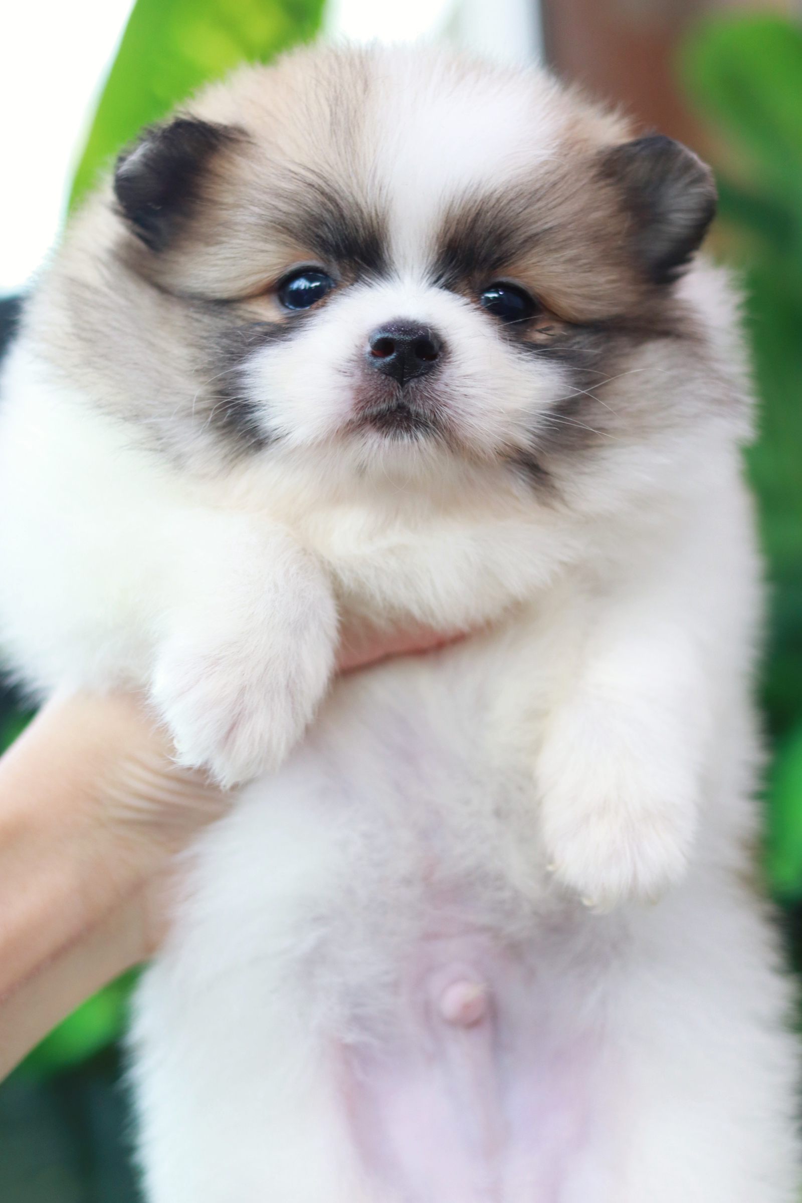 ปอมเมอเรเนียน เพศผู้ สีแฟนซี