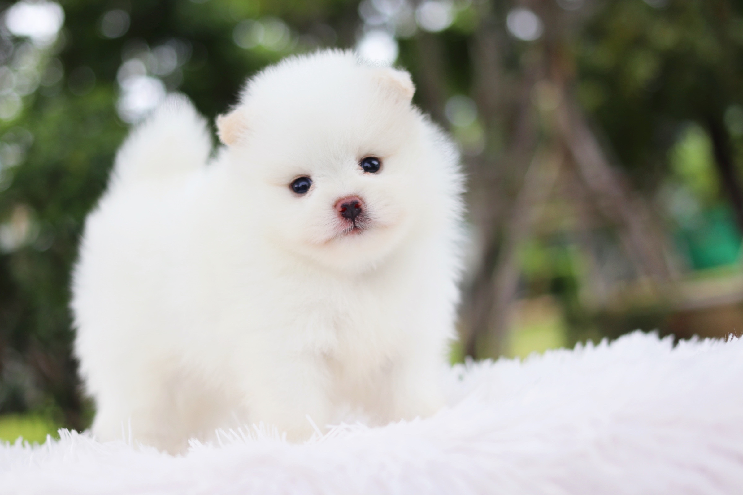 ปอมเมอเรเนียน เพศผู้ สีขาวครีม