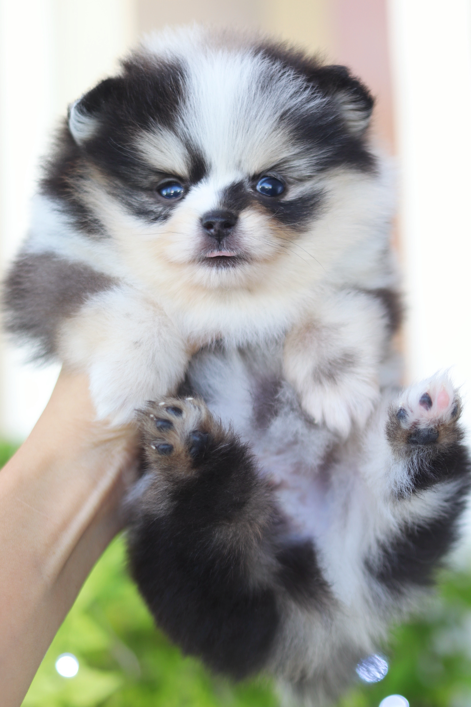 ปอมเมอเรเนียน เพศผู้ สีเมอร์เร่