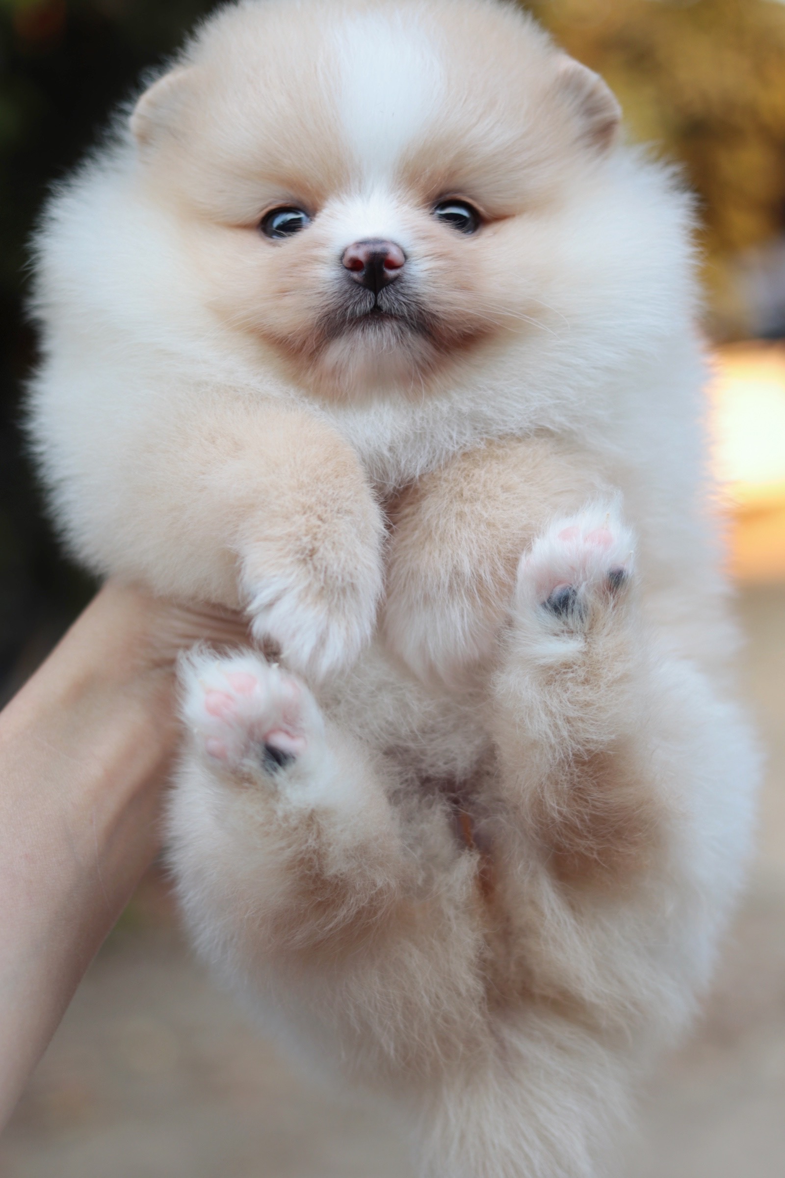 ปอมเมอเรเนียน เพศเมีย สีครีม หน้าฟ็อก