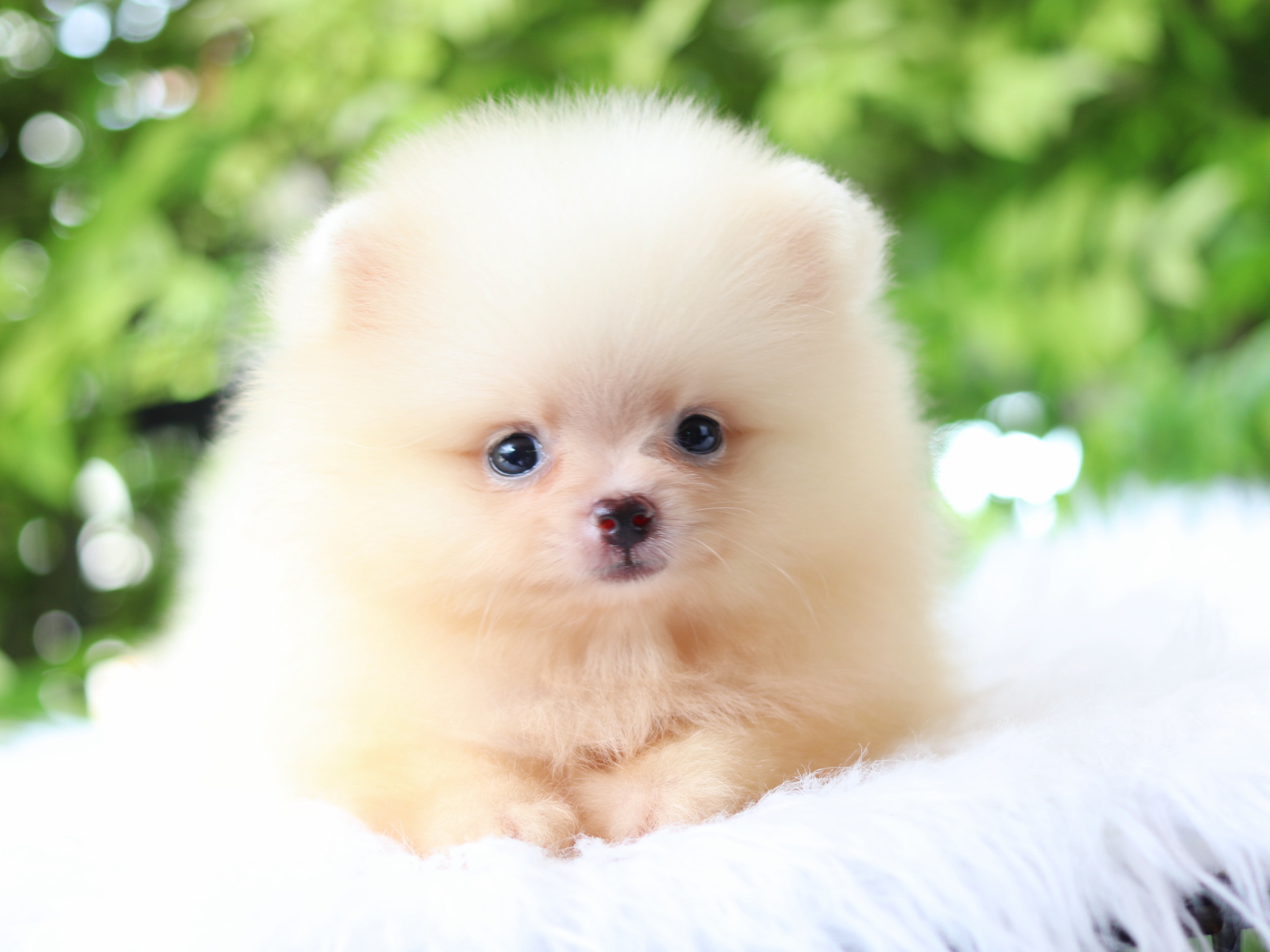 ปอมเมอเรเนียน เพศเมียสีขาวครีม