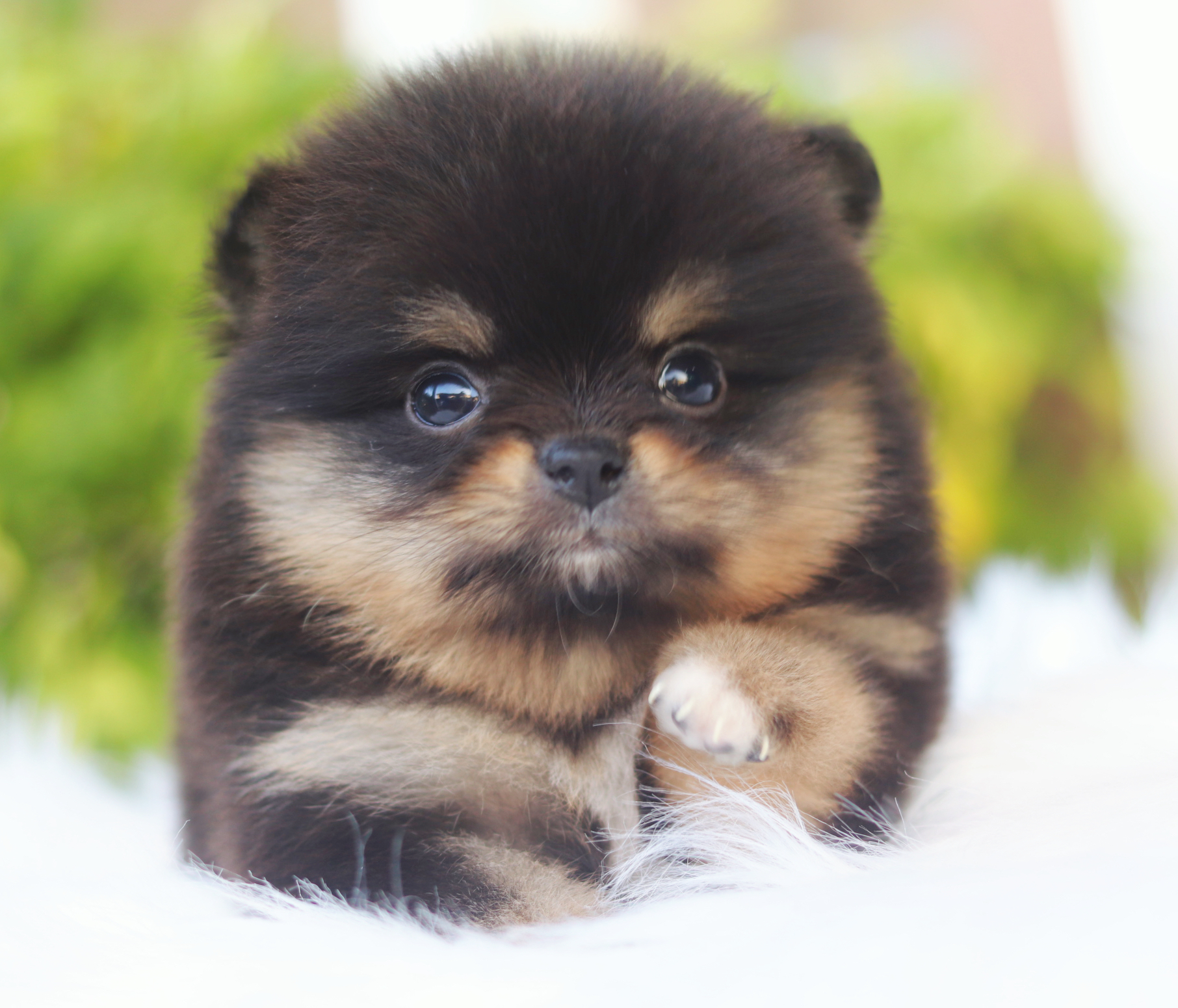 ปอมเมอเรเนียน เพศเมียสีแบล็คแทน