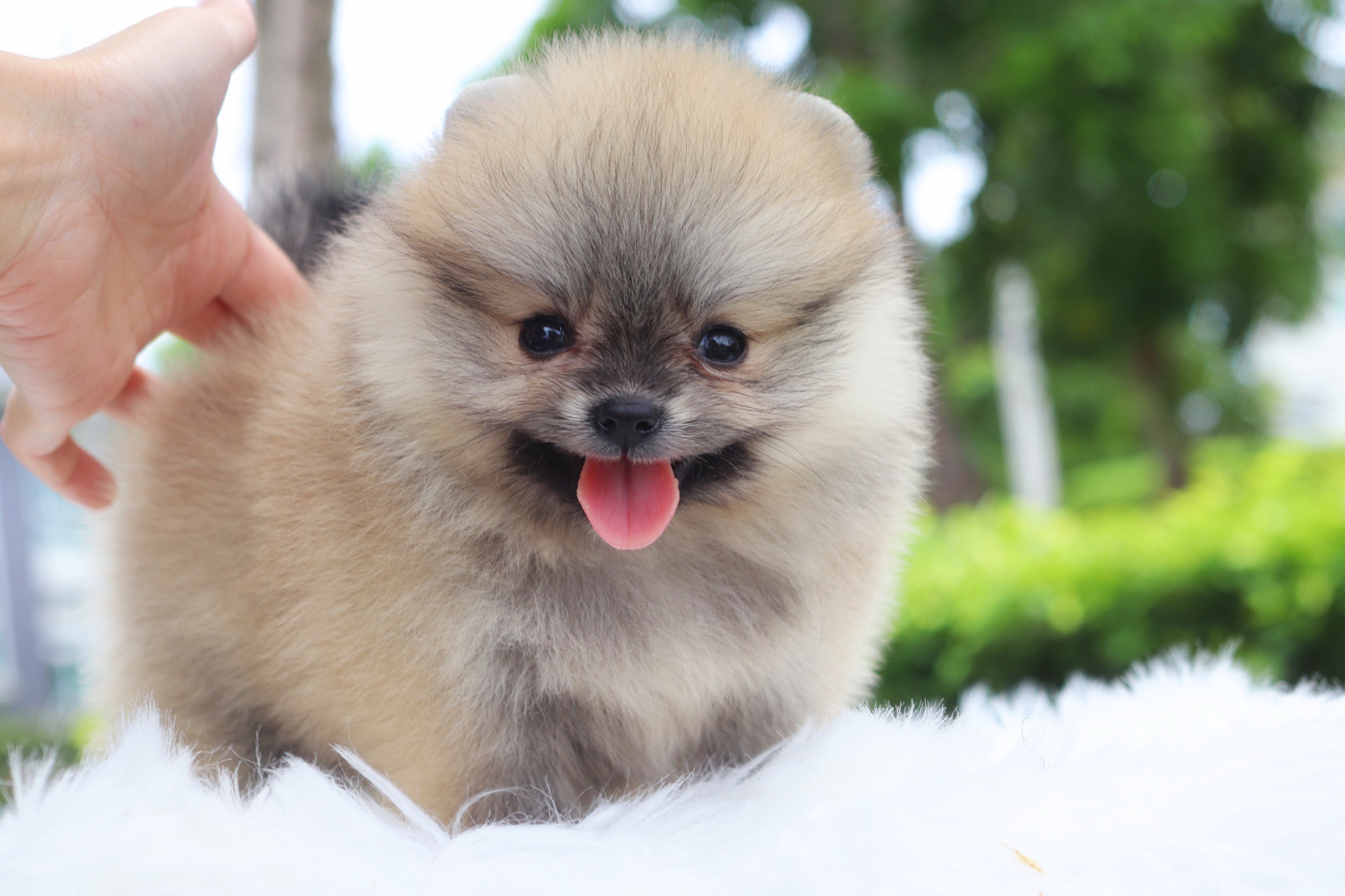 ปอมเมอเรเนียน เพศเมียสีส้ม