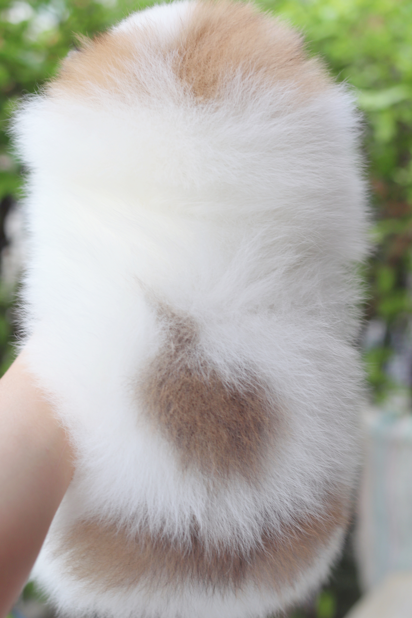 ปอมเมอเรเนียน เพศเมียสีแฟนซี