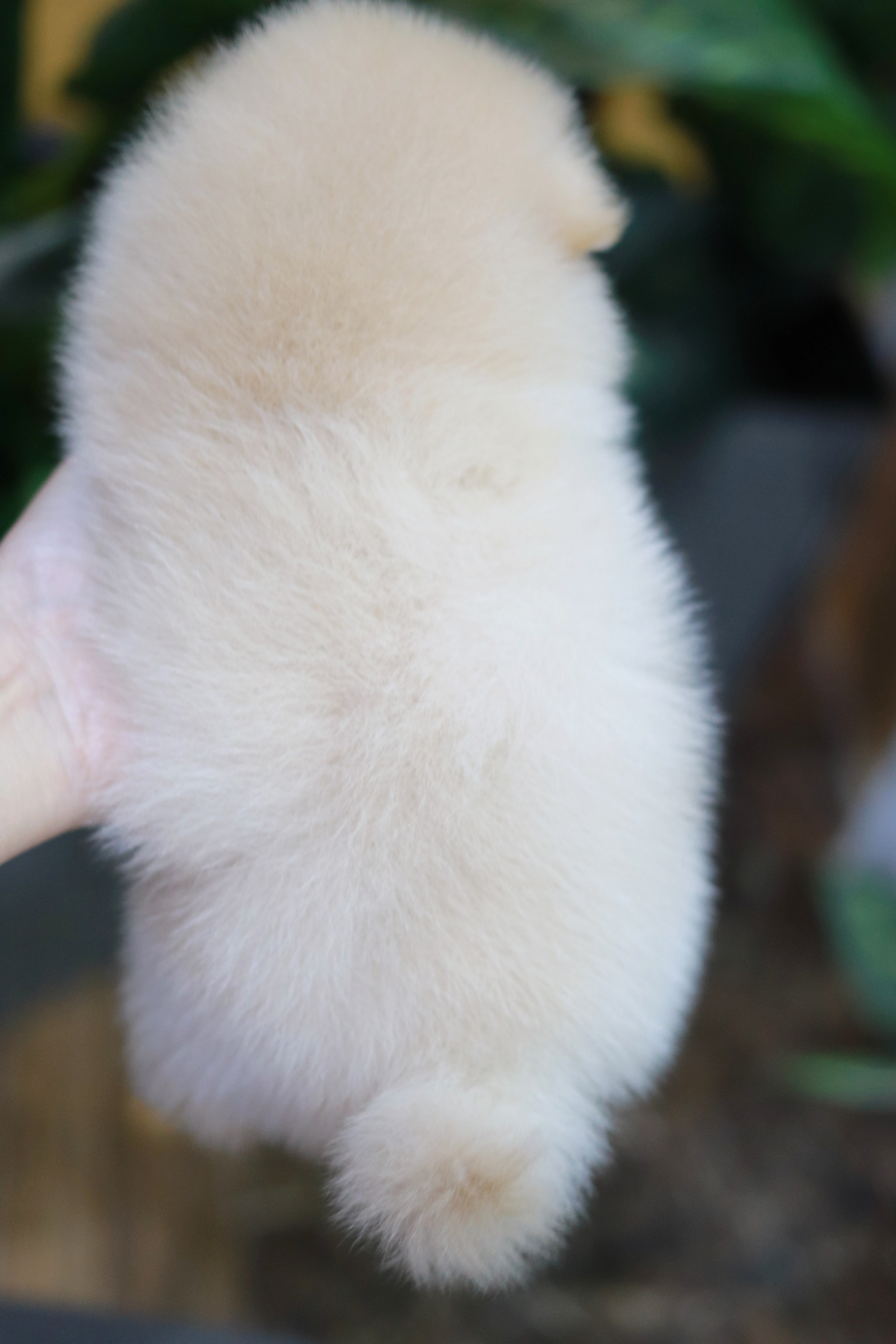 ปอมเมอเรเนียน เพศผู้