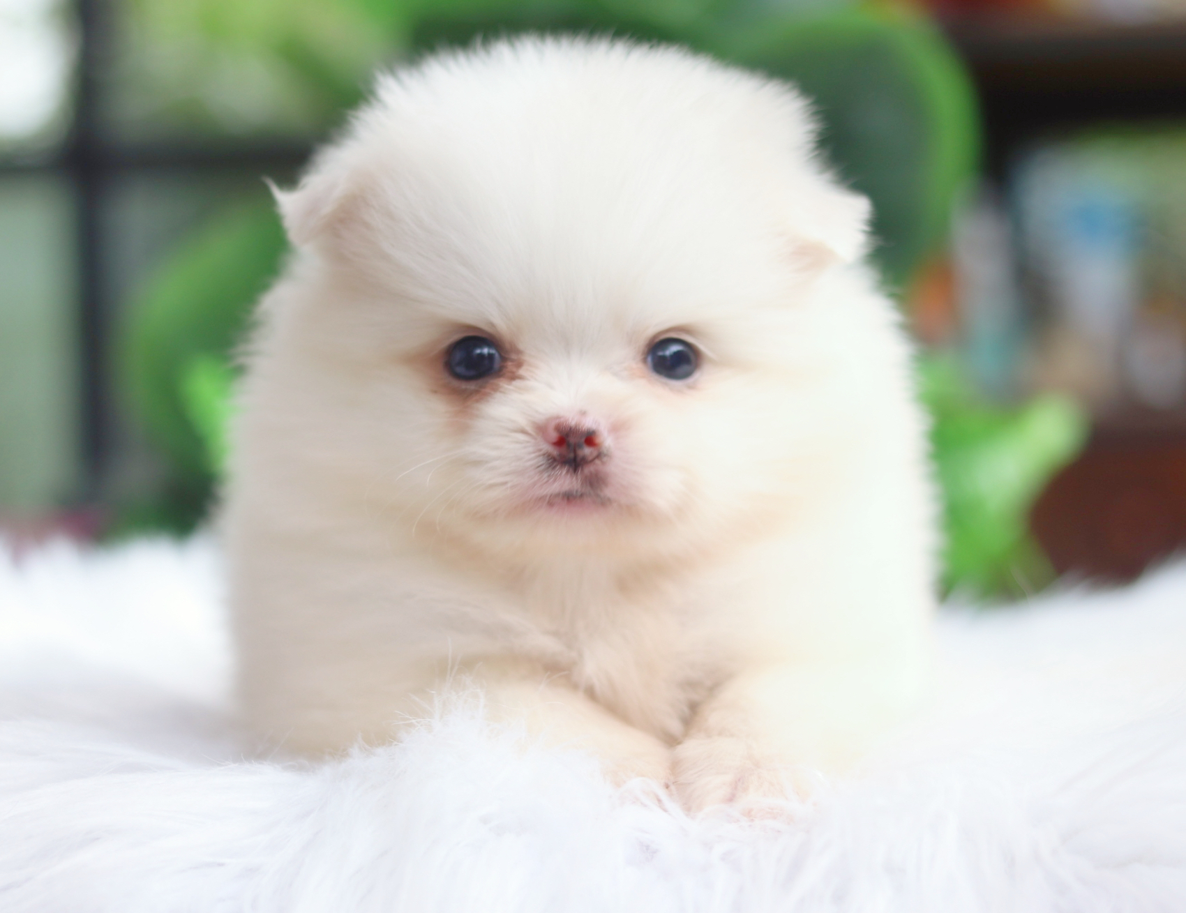 ปอมเมอเรเนียน เพศเมีย สีขาวครีม