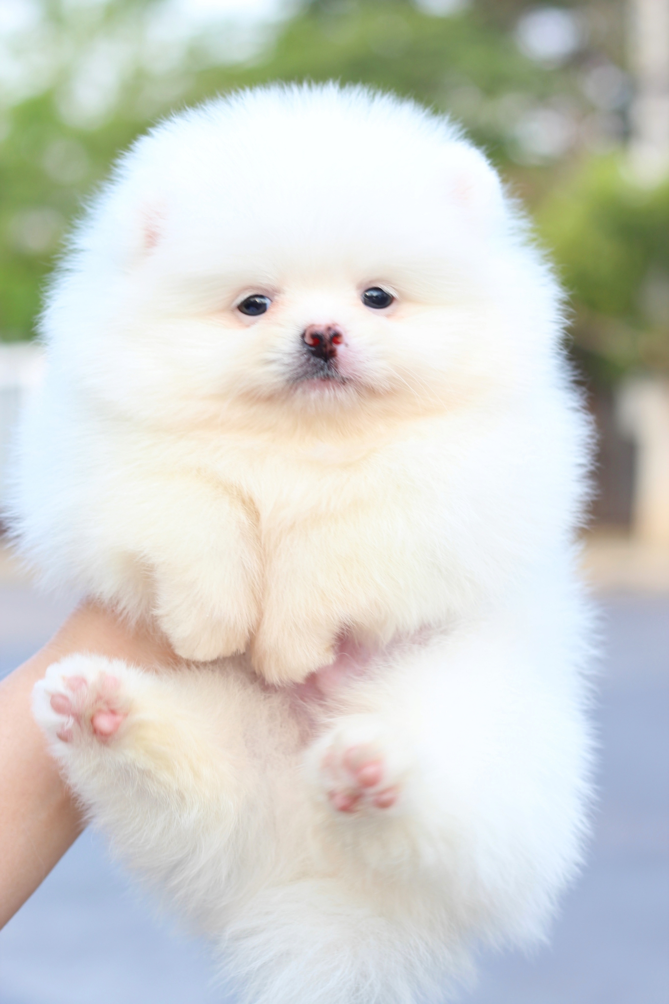 ปอมเมอเรเนียน เพศผู้สีขาวครีม