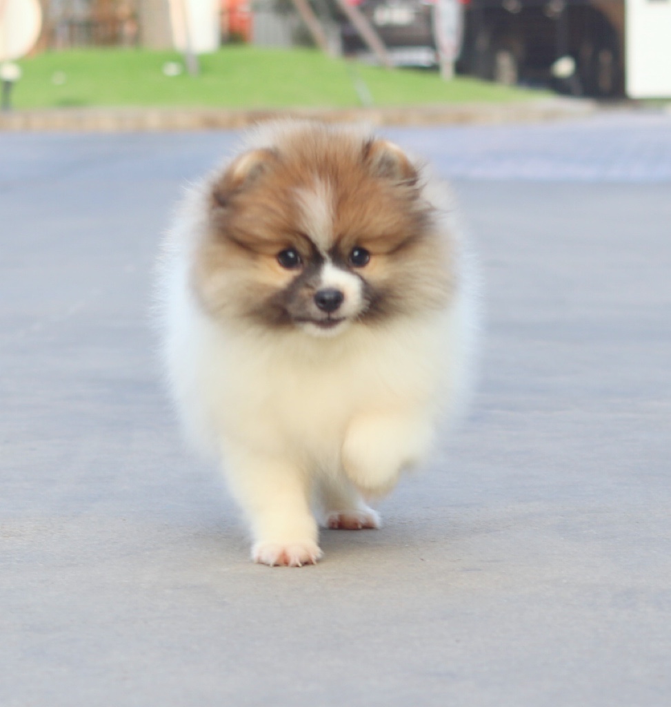 ปอมเมอเรเนียน เพศผู้สีแฟนซี