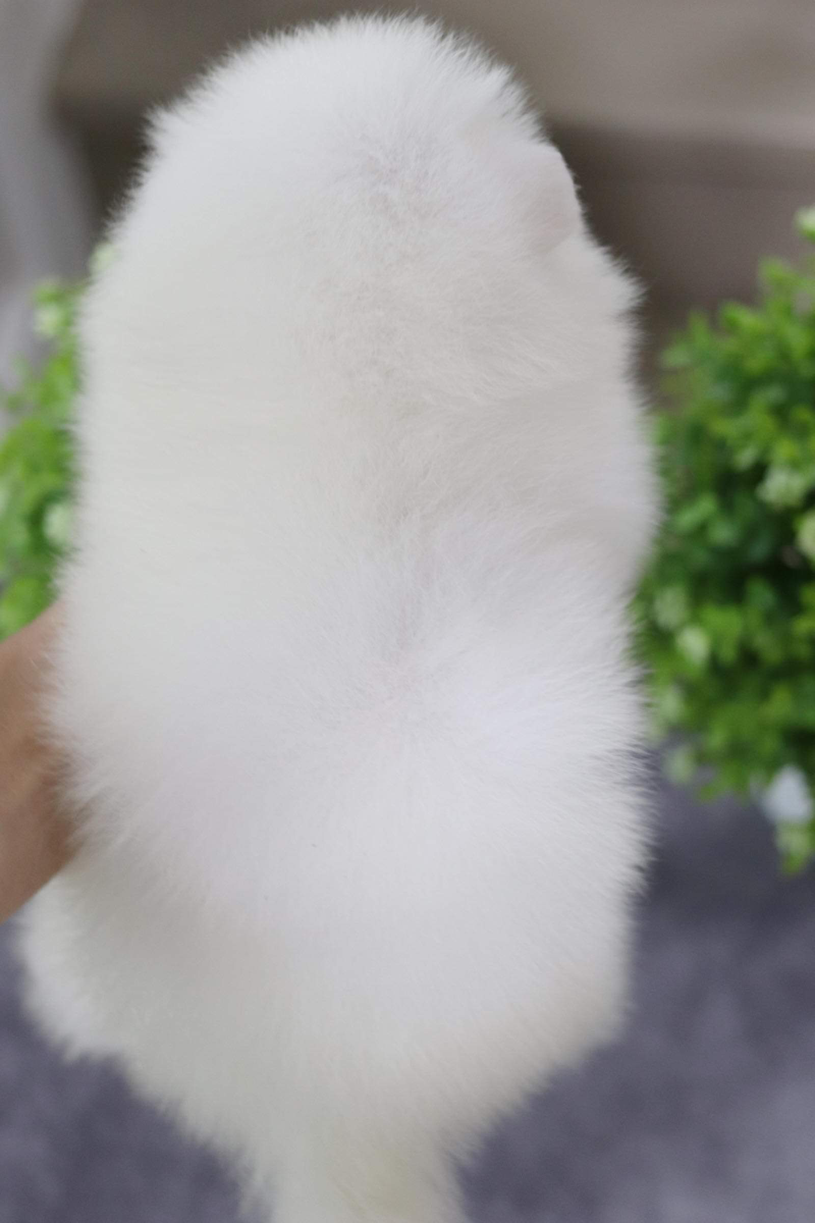 ปอมเมอเรเนียน เพศผู้