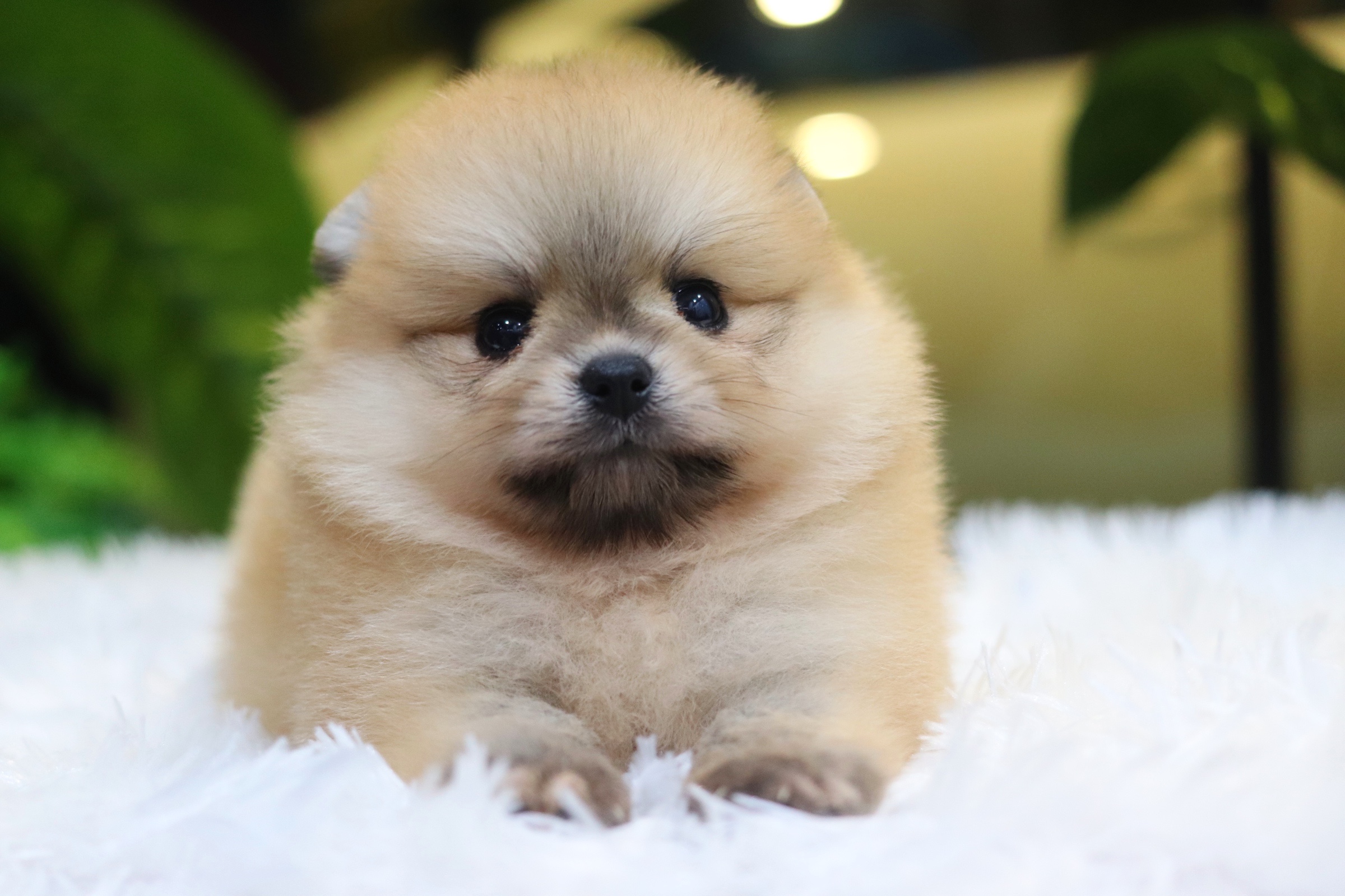 ปอมเมอเรเนียน เพศเมียสีส้ม