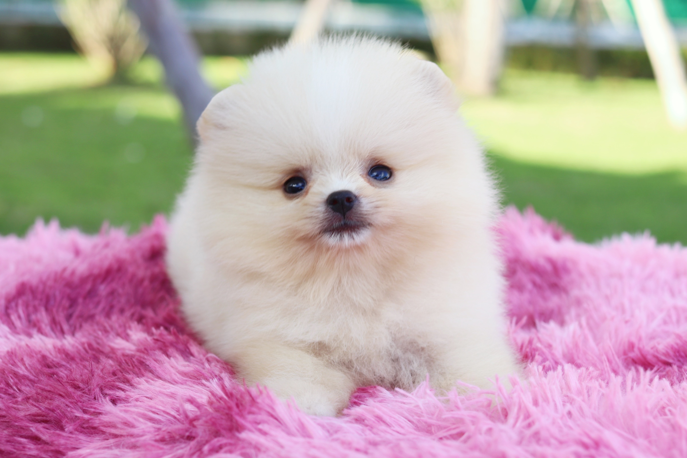 ปอมเมอเรเนียน เพศผู้ ไซส์เล็กสีขาวครีม