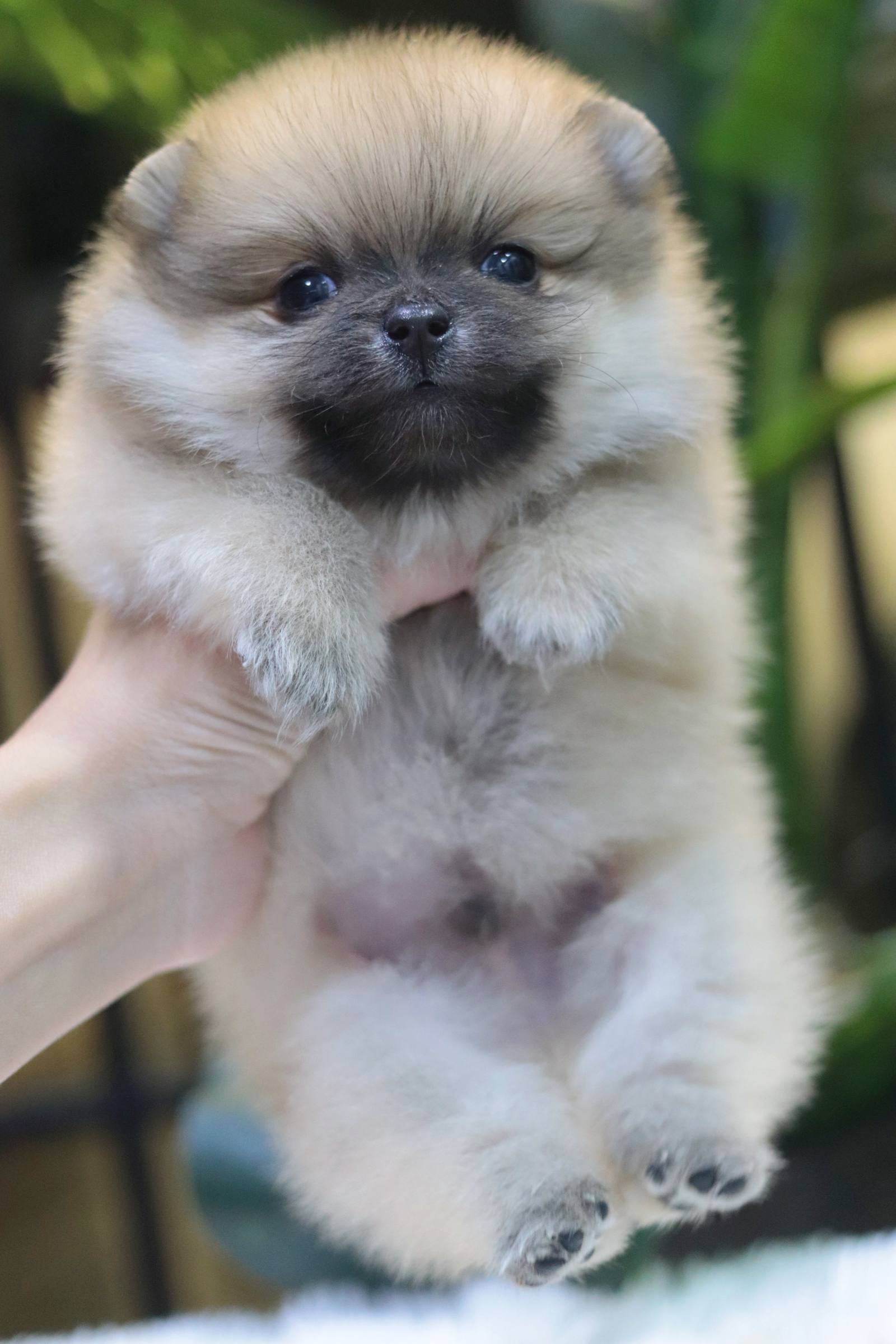 ปอมเมอเรเนียน เพศผู้สีส้มไซส์เล็ก