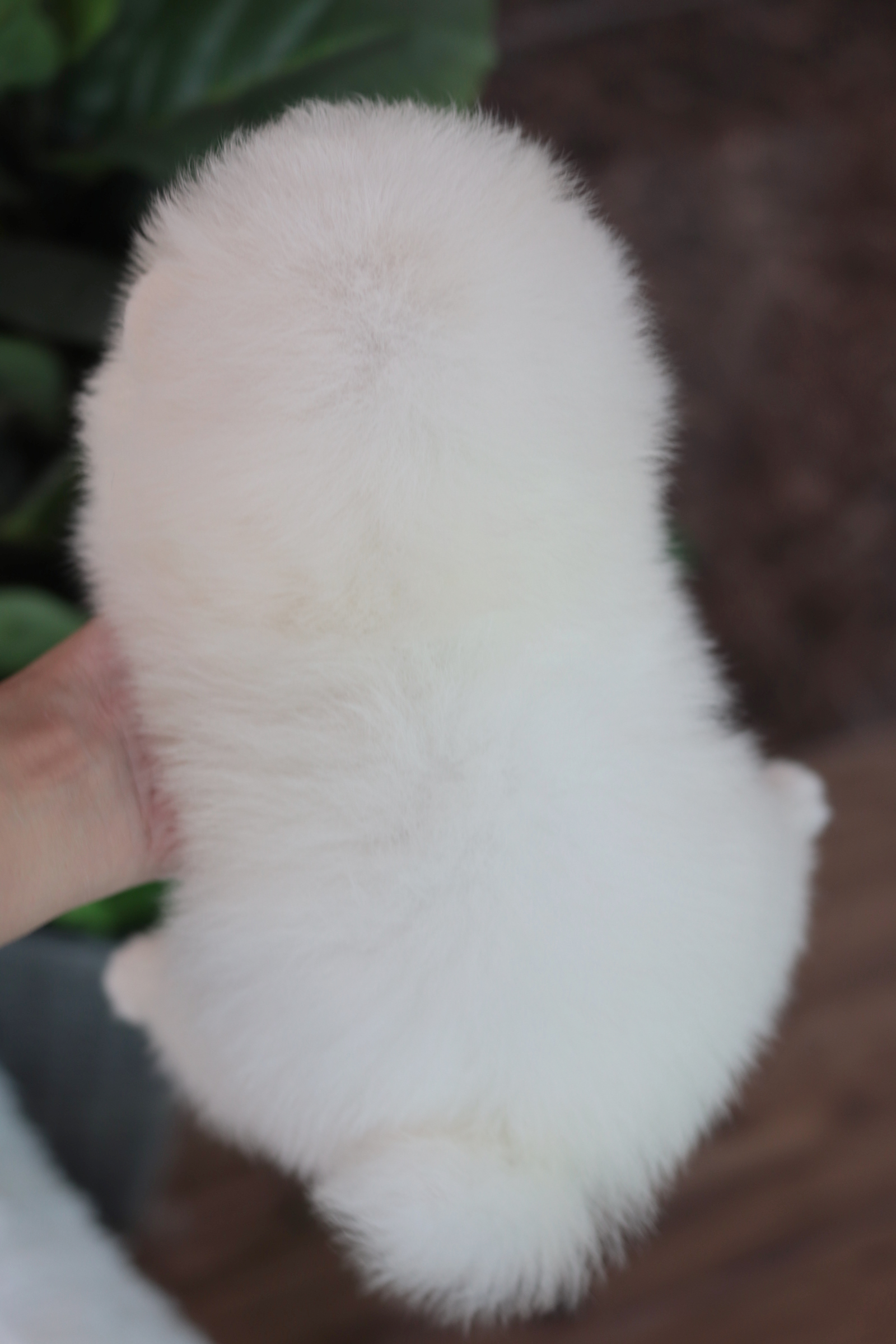 ปอมเมอเรเนียน เพศเมีย สีขาว