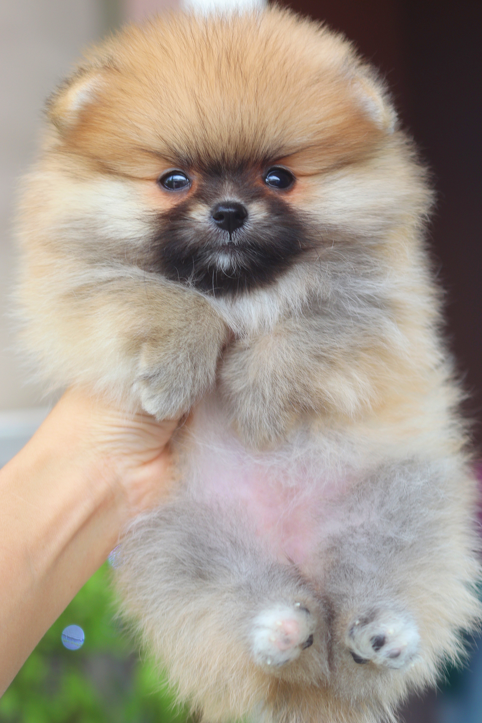 ปอมเมอเรเนียน เพศเมีย สีส้ม เกรดโชว์