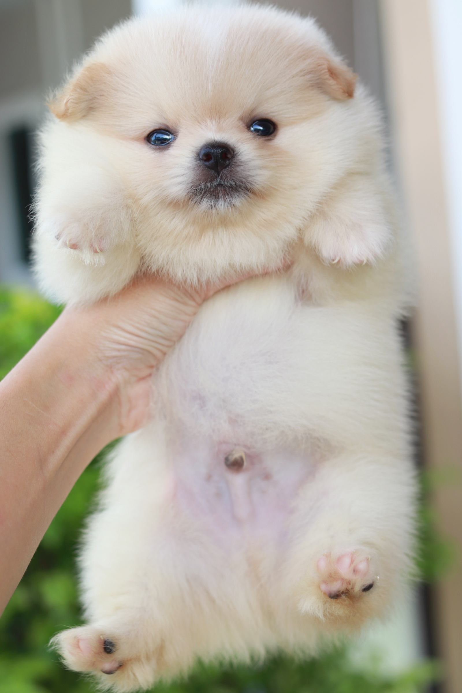 ปอมเมอเรเนียน เพศผู้สีครีม