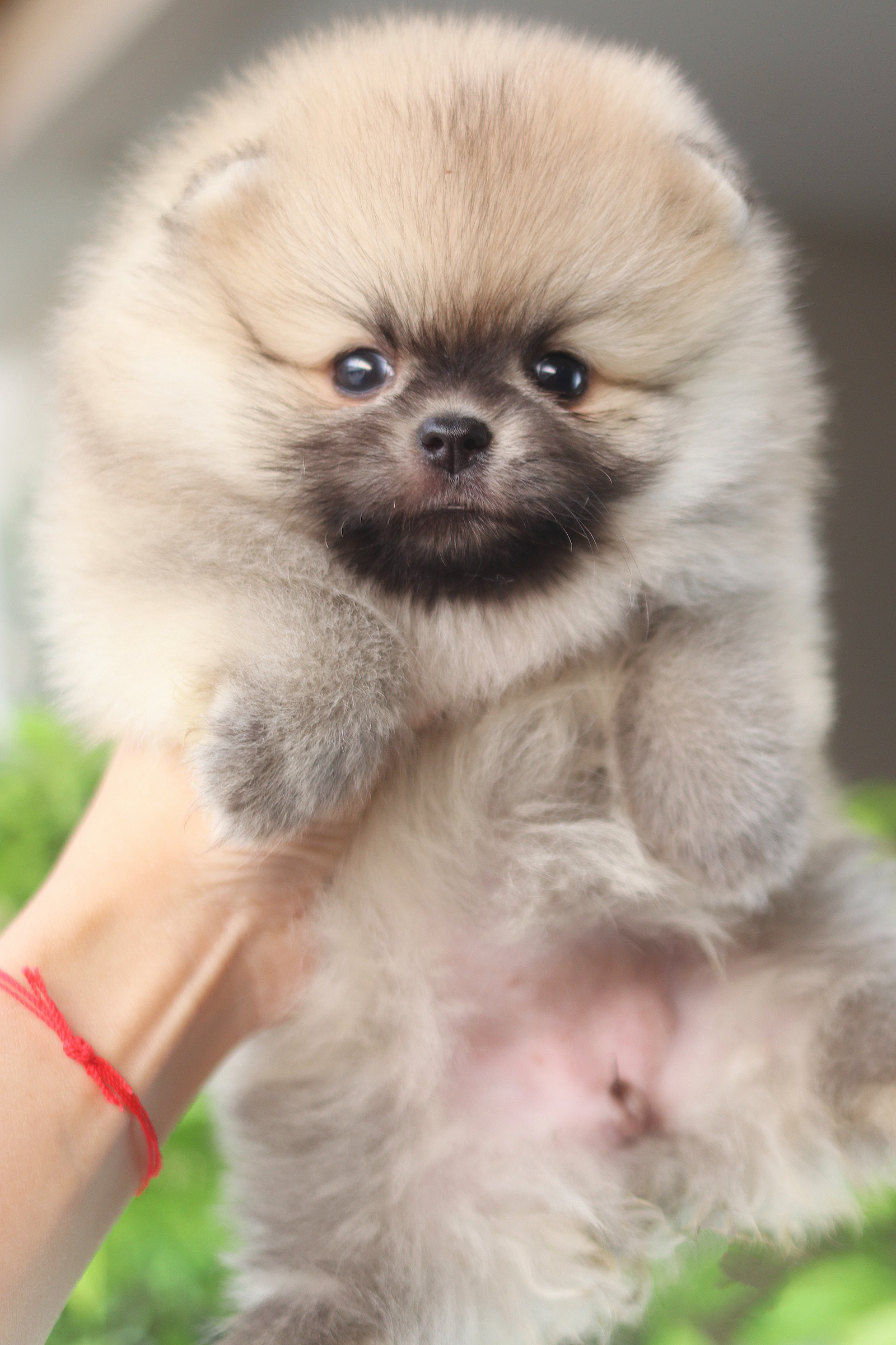 ปอมเมอเรเนียน เพศเมียสีส้ม เกรดโชว์