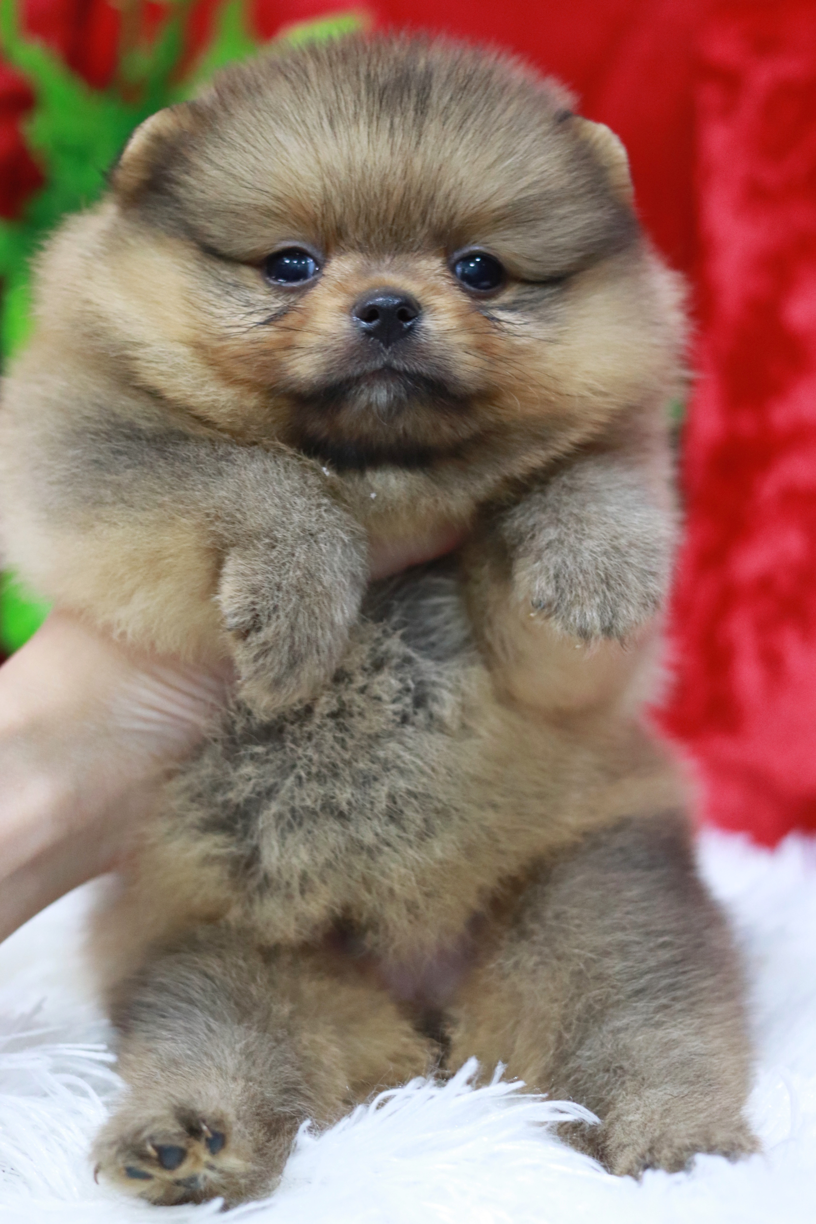 ปอมเมอเรเนียน เพศผู้สีส้ม