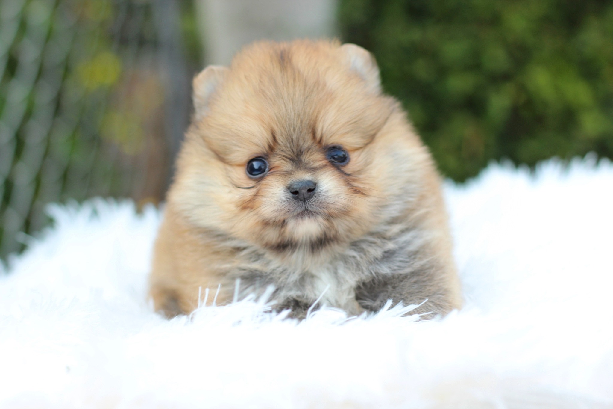 ปอมเมอเรเนียน เพศเมียสีส้ม ไซส์เล็ก