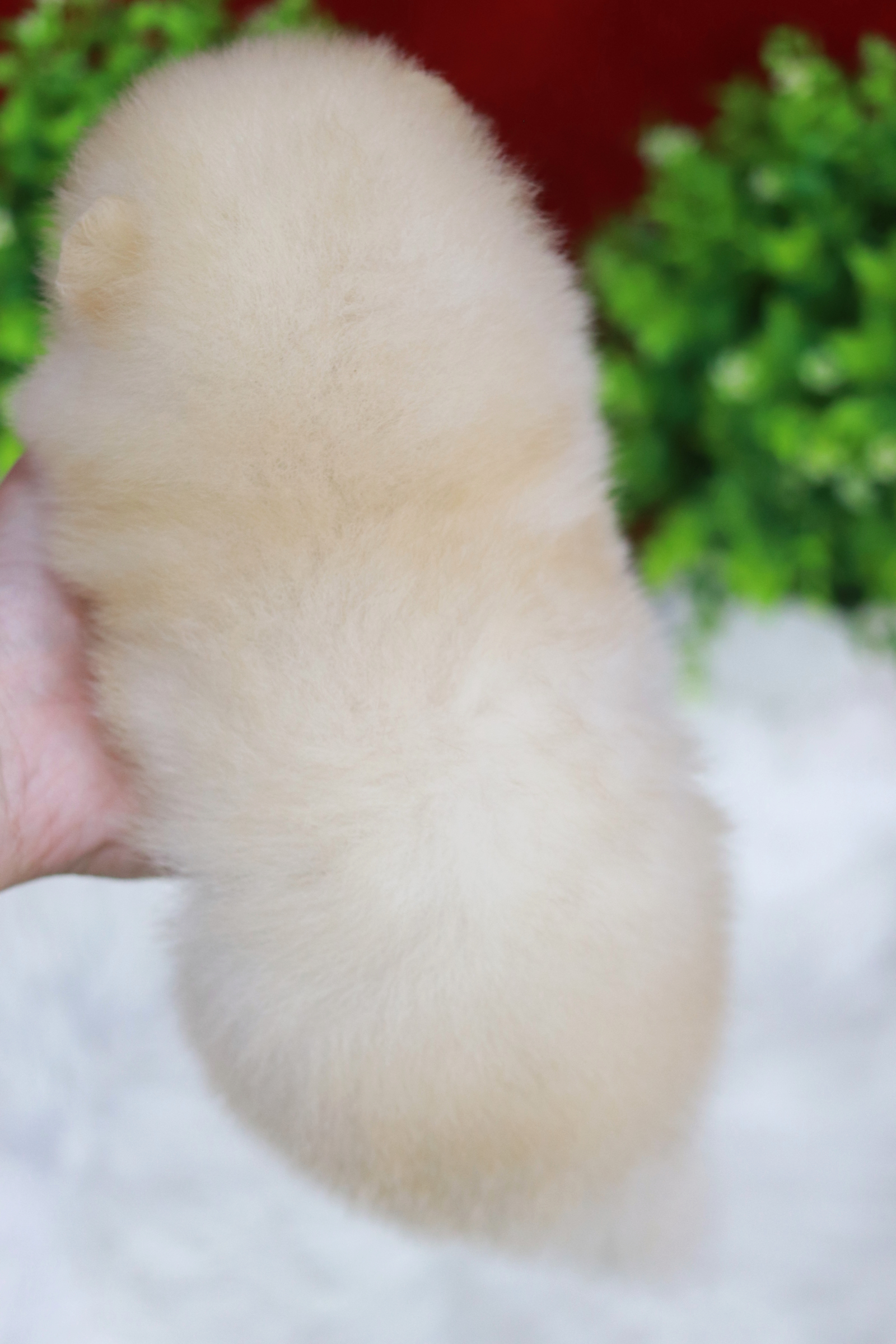 ปอมเมอเรเนียน เพศผู้ ขาวครีม