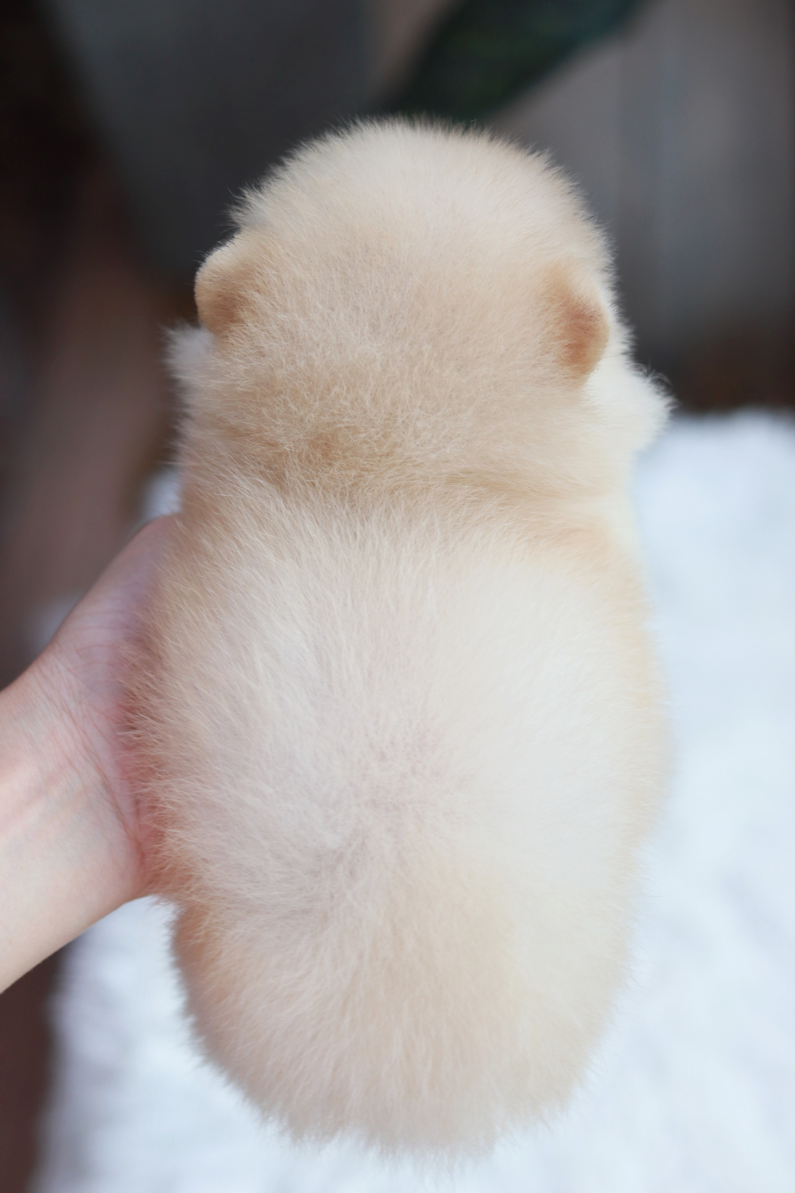 ปอมเมอเรเนียน เพศเมียทีคัพ