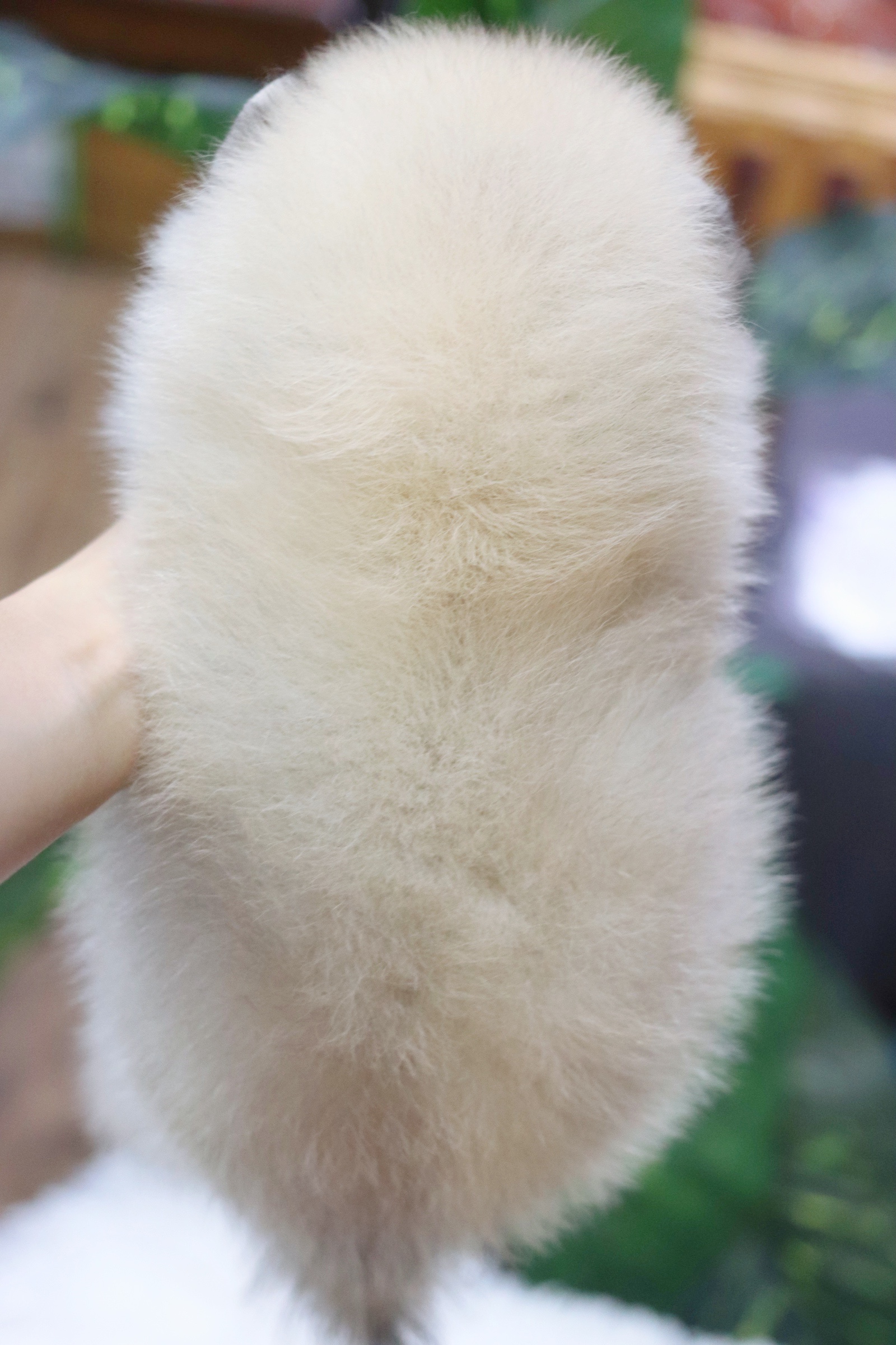 ปอมเมอเรเนียน เพศผู้ สีส้ม