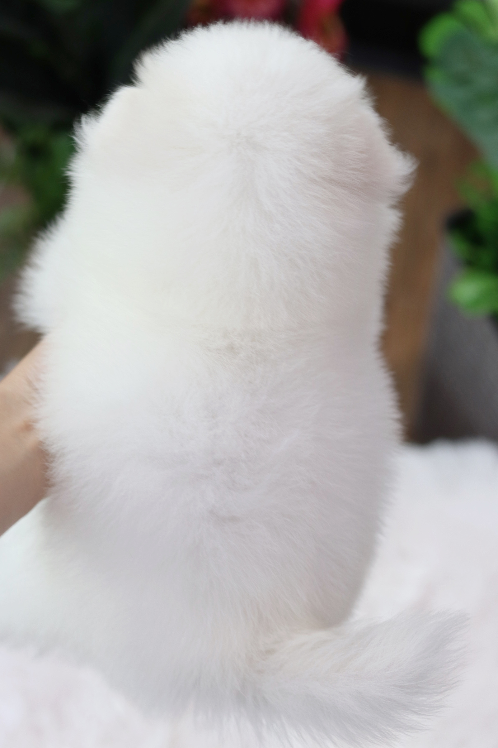 ปอมเมอเรเนียน เพศผู้ สีขาวไซส์ปกติหน้าฟ็อก