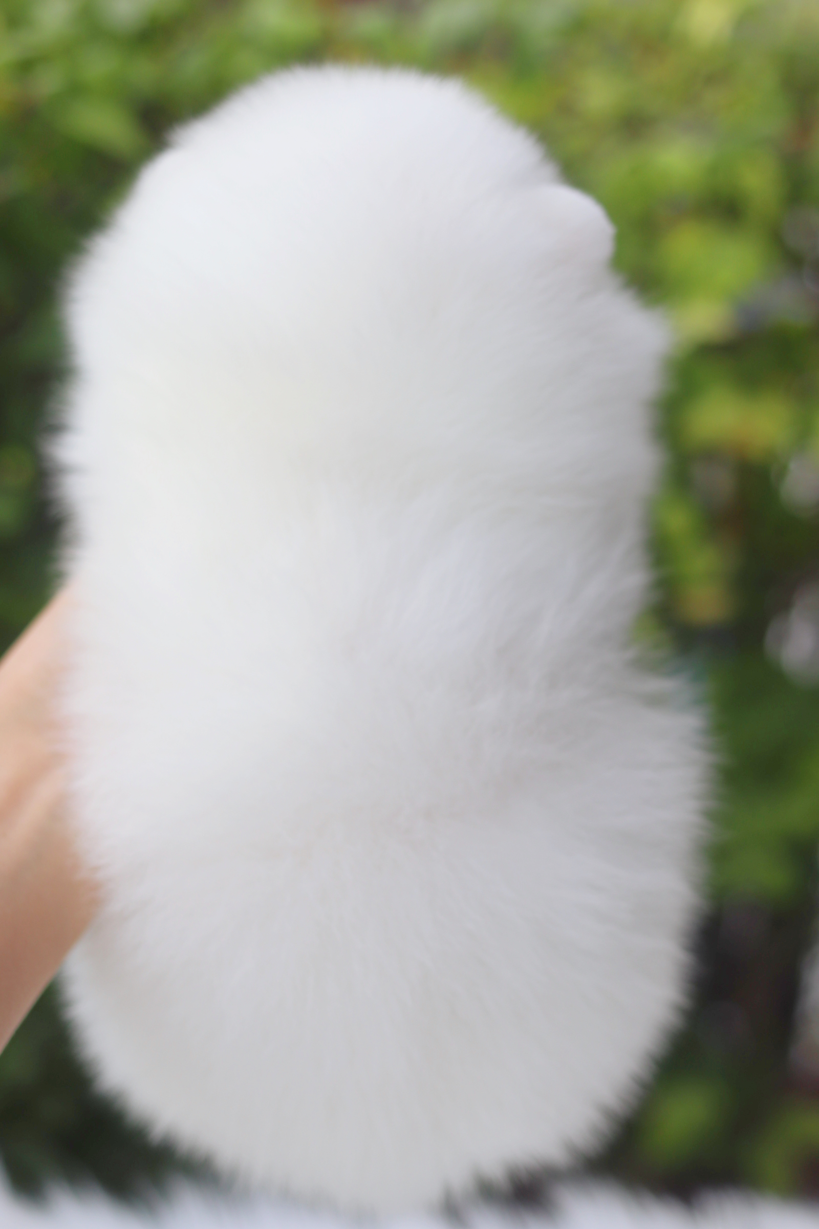 ปอมเมอเรเนียน เพศผู้สีขาวครีมเกรดโชว์