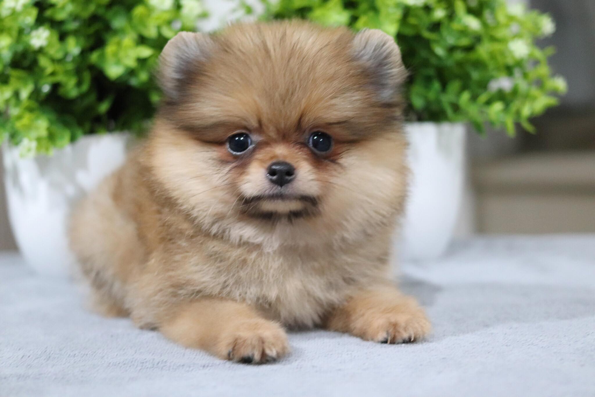 ปอมเมอเรเนียน เพศเมีย