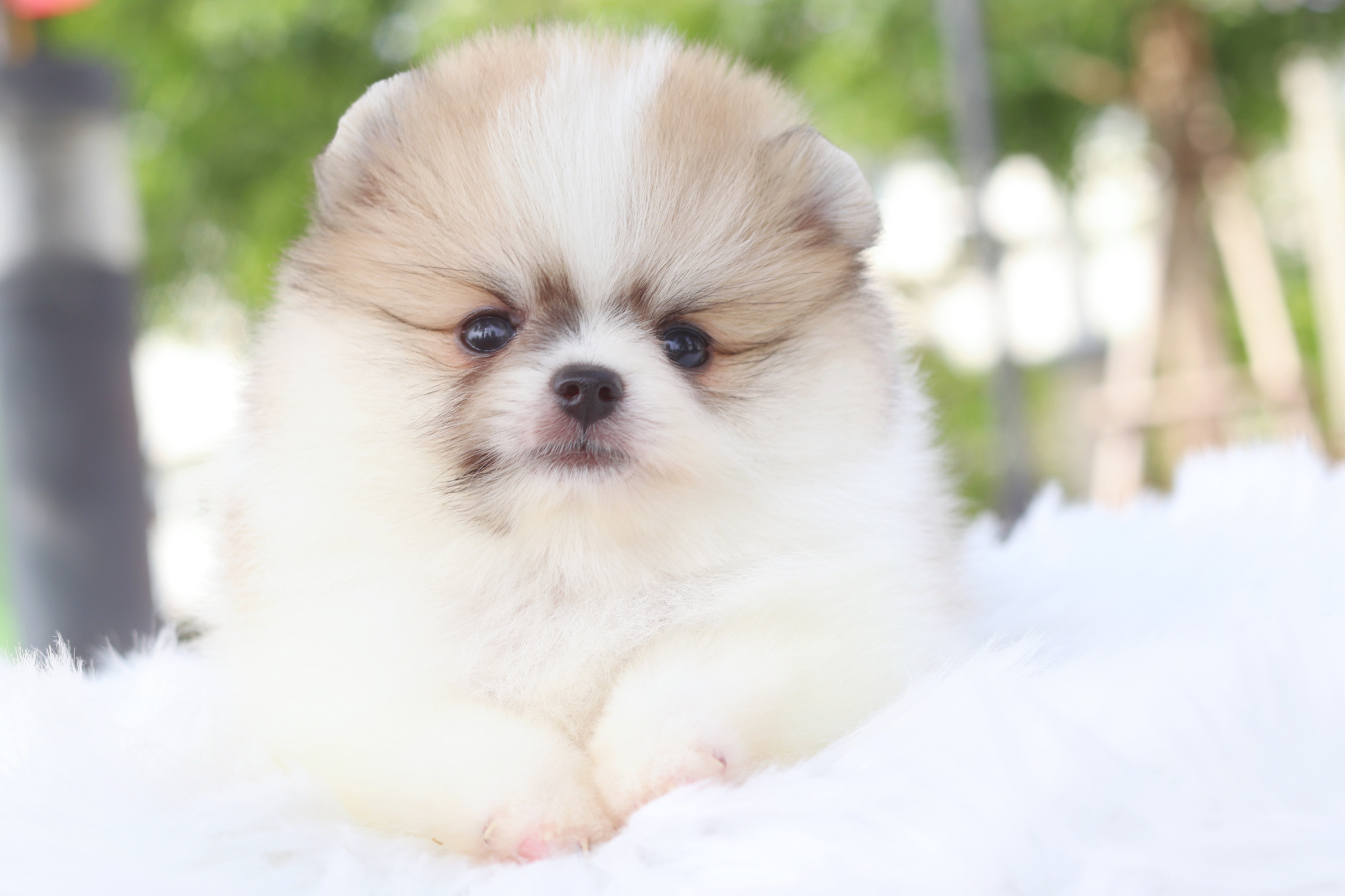 ปอมเมอเรเนียน เพศผู้สีแฟนซี