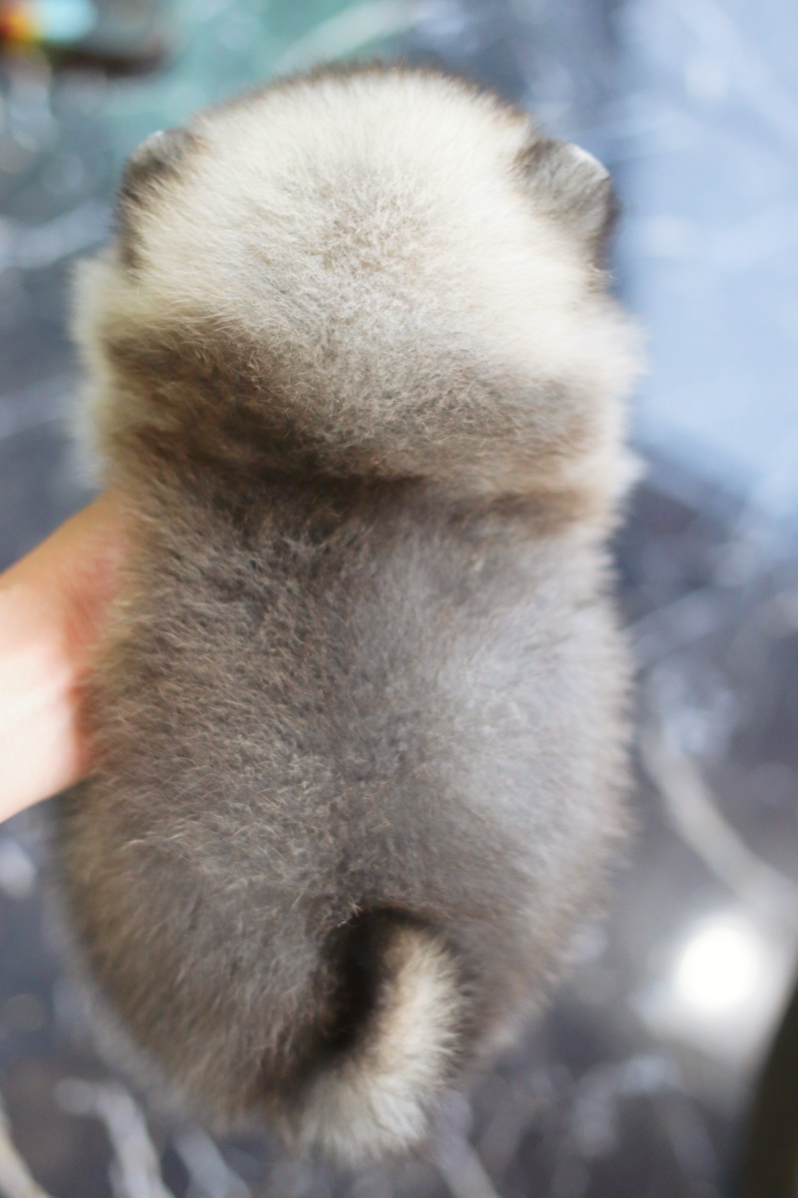 ปอมเมอเรเนียน เพศเมียสีส้ม