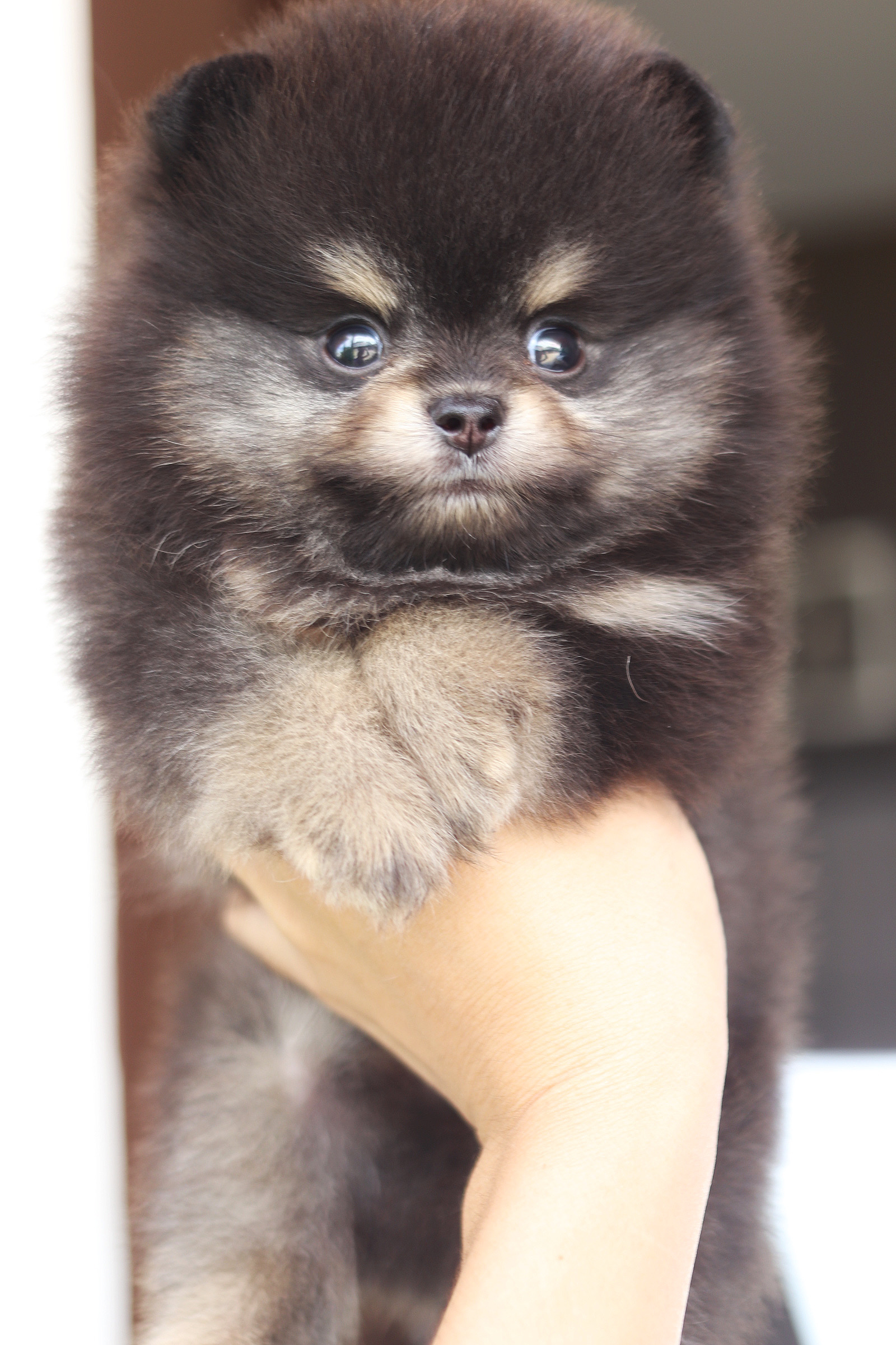 ปอมเมอเรเนียน เพศผู้สีแบล็คแทน