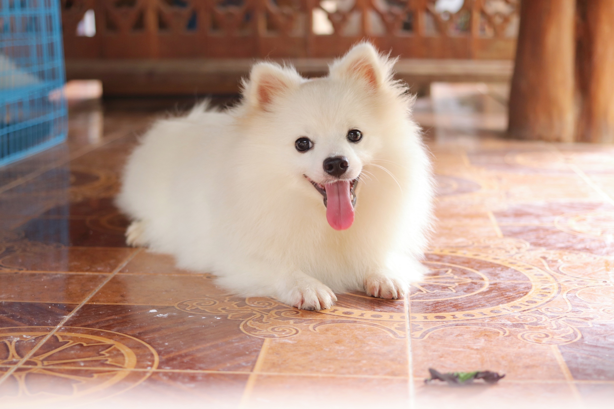 ปอมเมอเรเนียน เพศผู้ สีขาว แปดเดือน