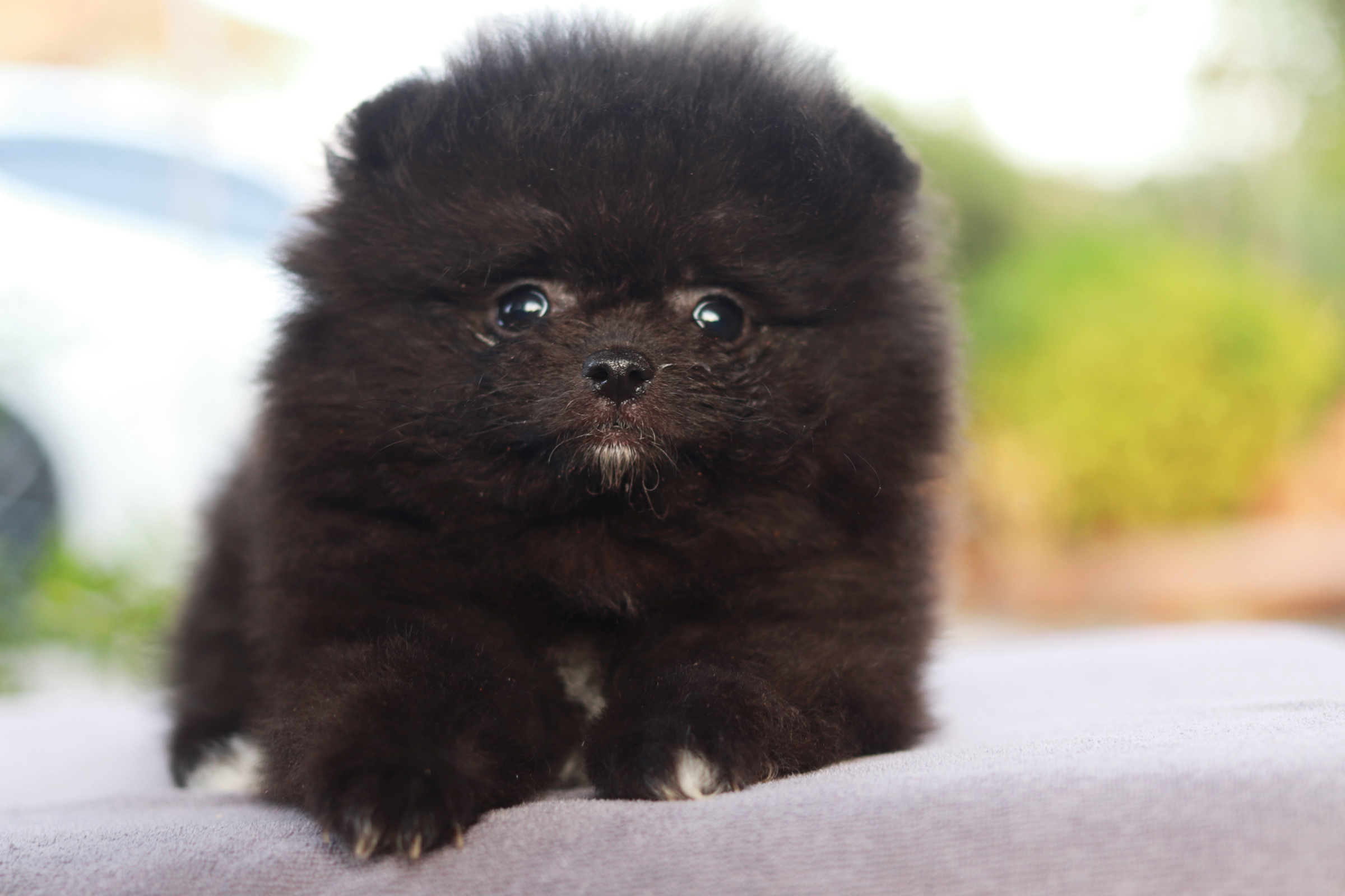 ปอมเมอเรเนียน เพศผู้