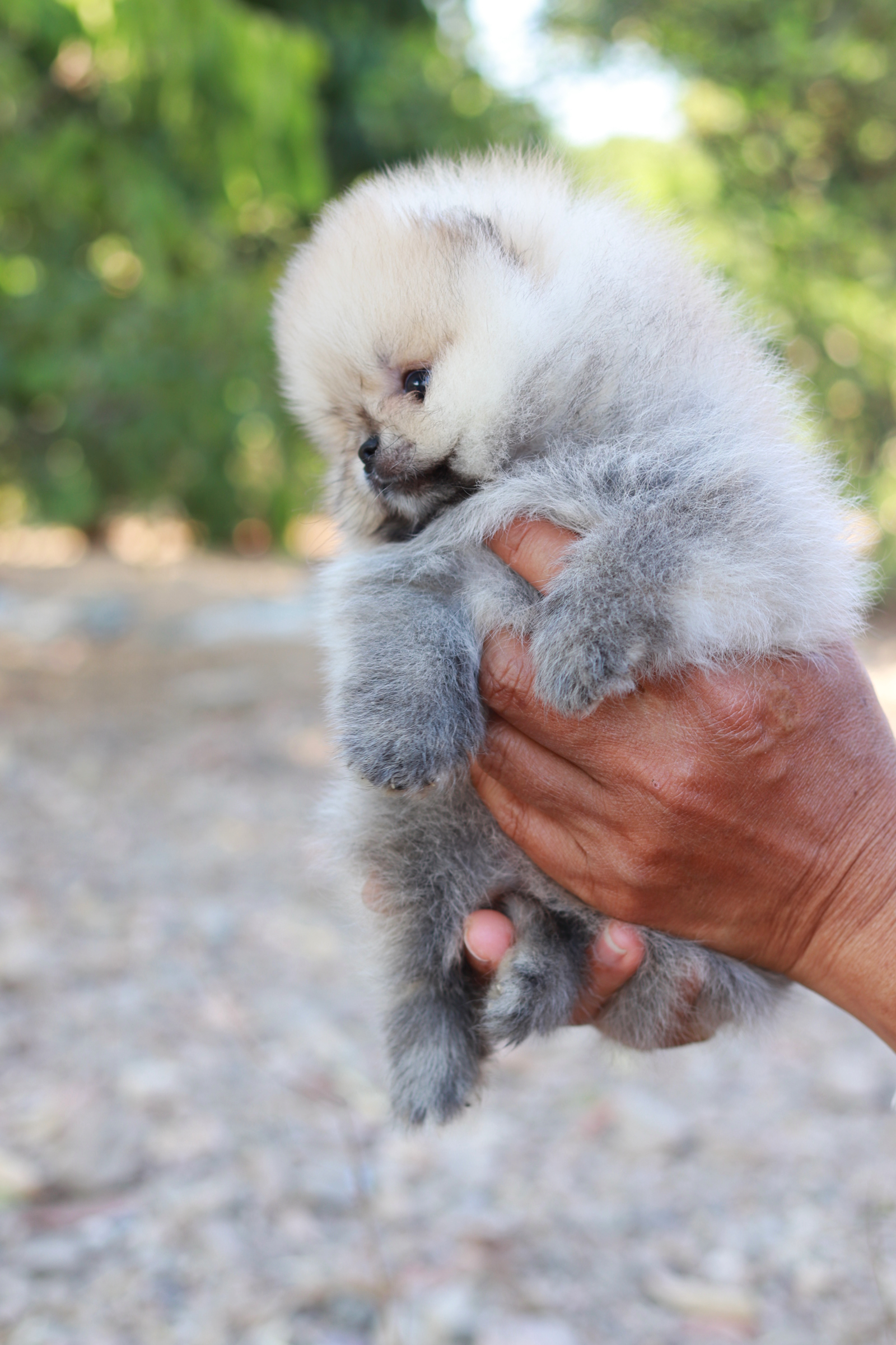 ปอมเมอเรเนียน เพศผู้