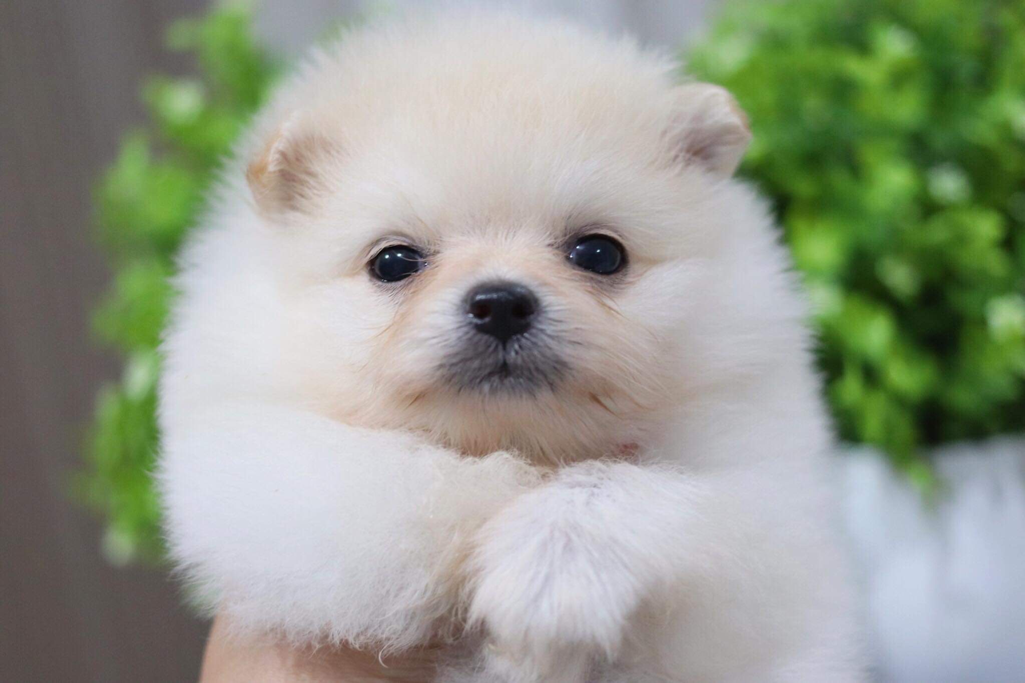 ปอมเมอเรเนียน เพศผู้