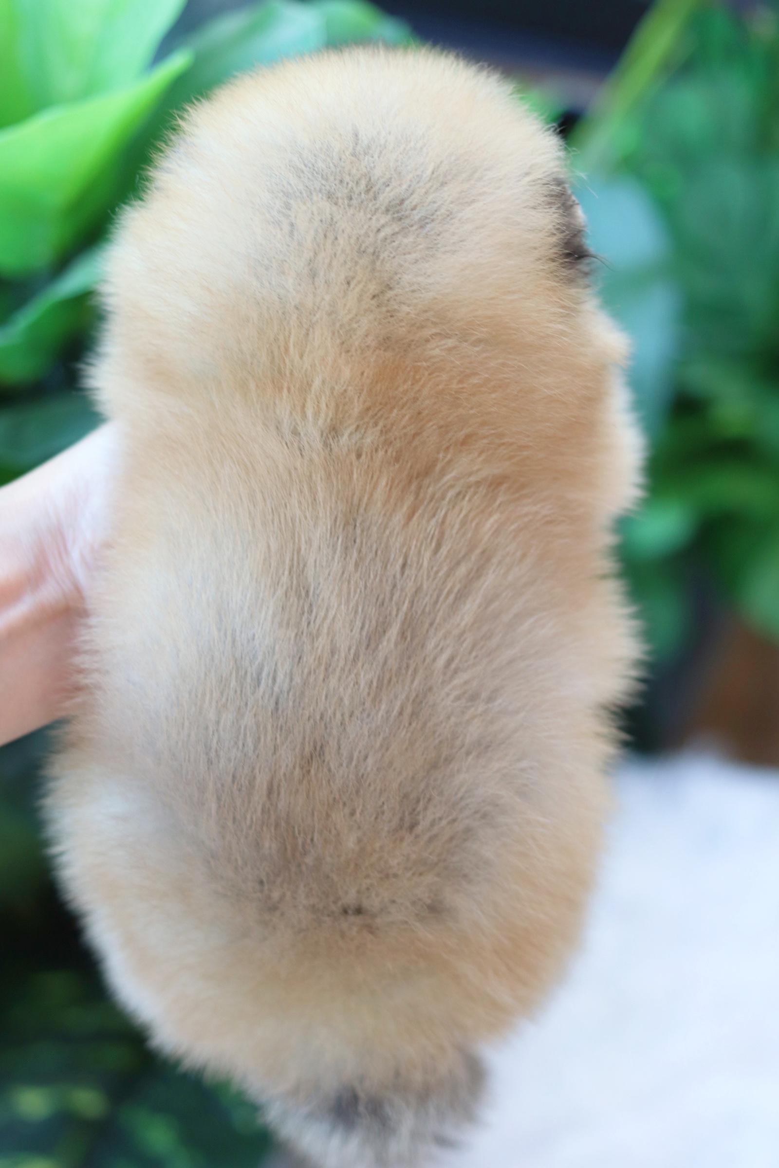 ปอมเมอเรเนียน เพศผู้สีส้ม