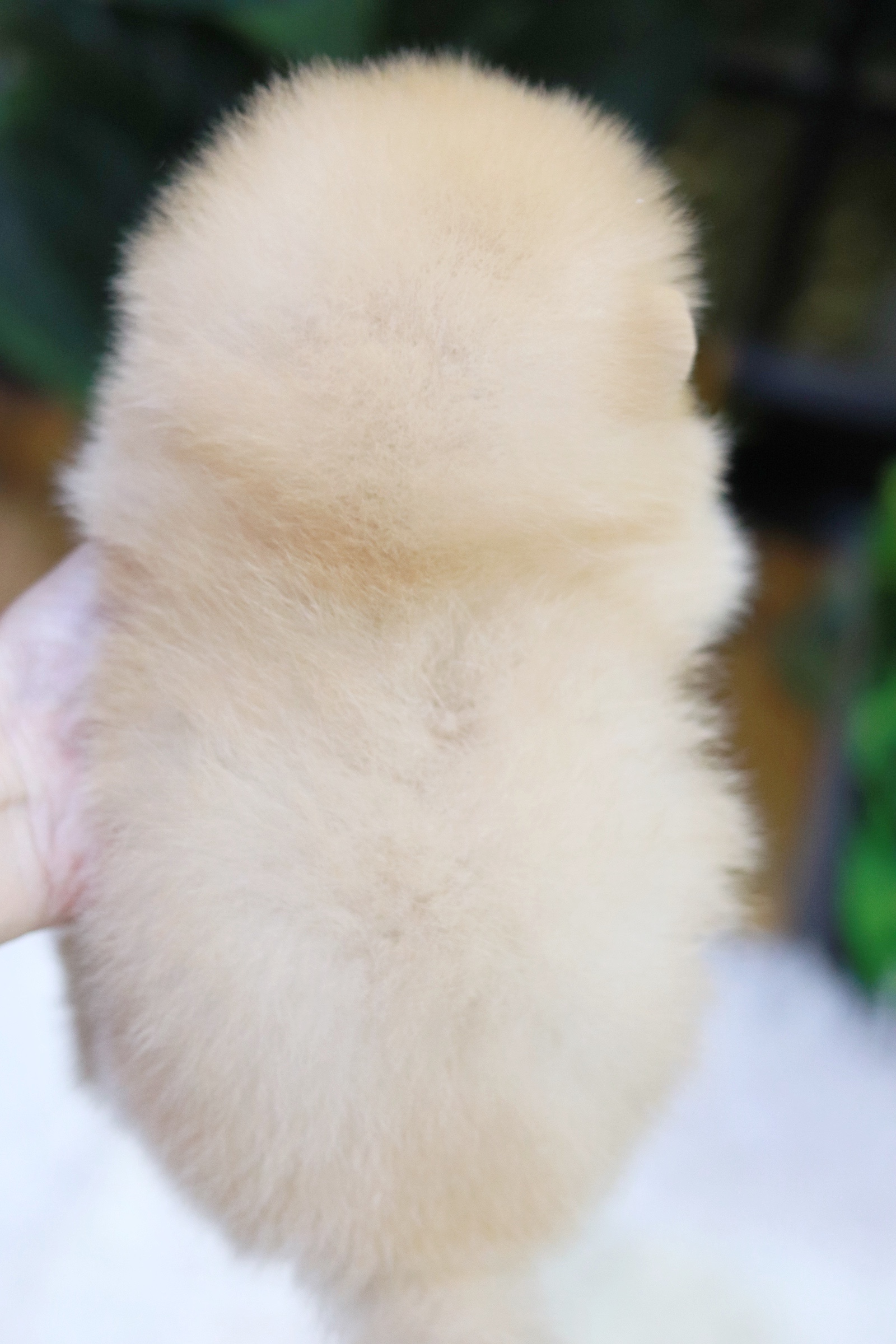 ปอมเมอเรเนียน เพศผู้สีครีม